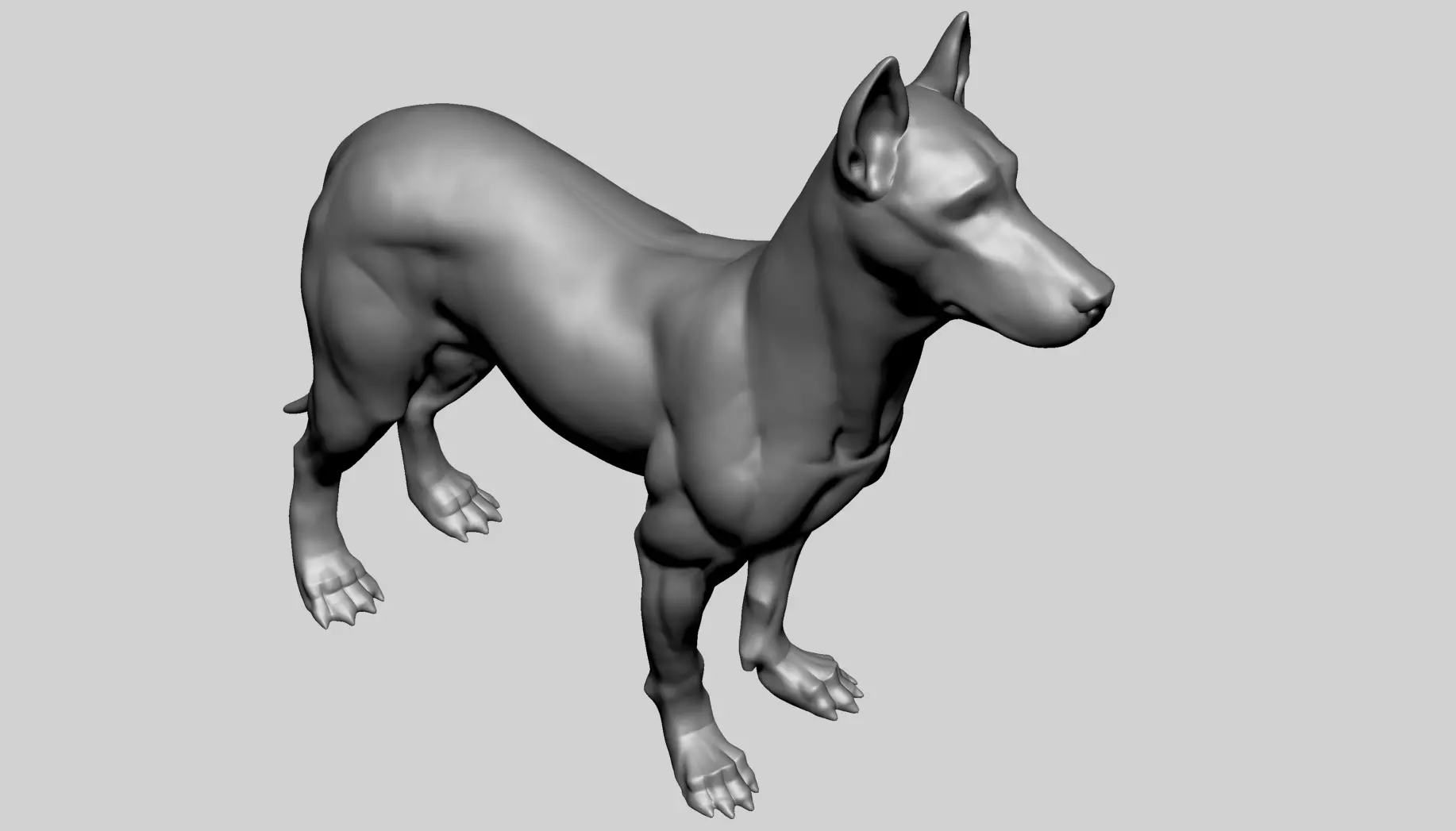 Base Dog Anatomy 3D model_6