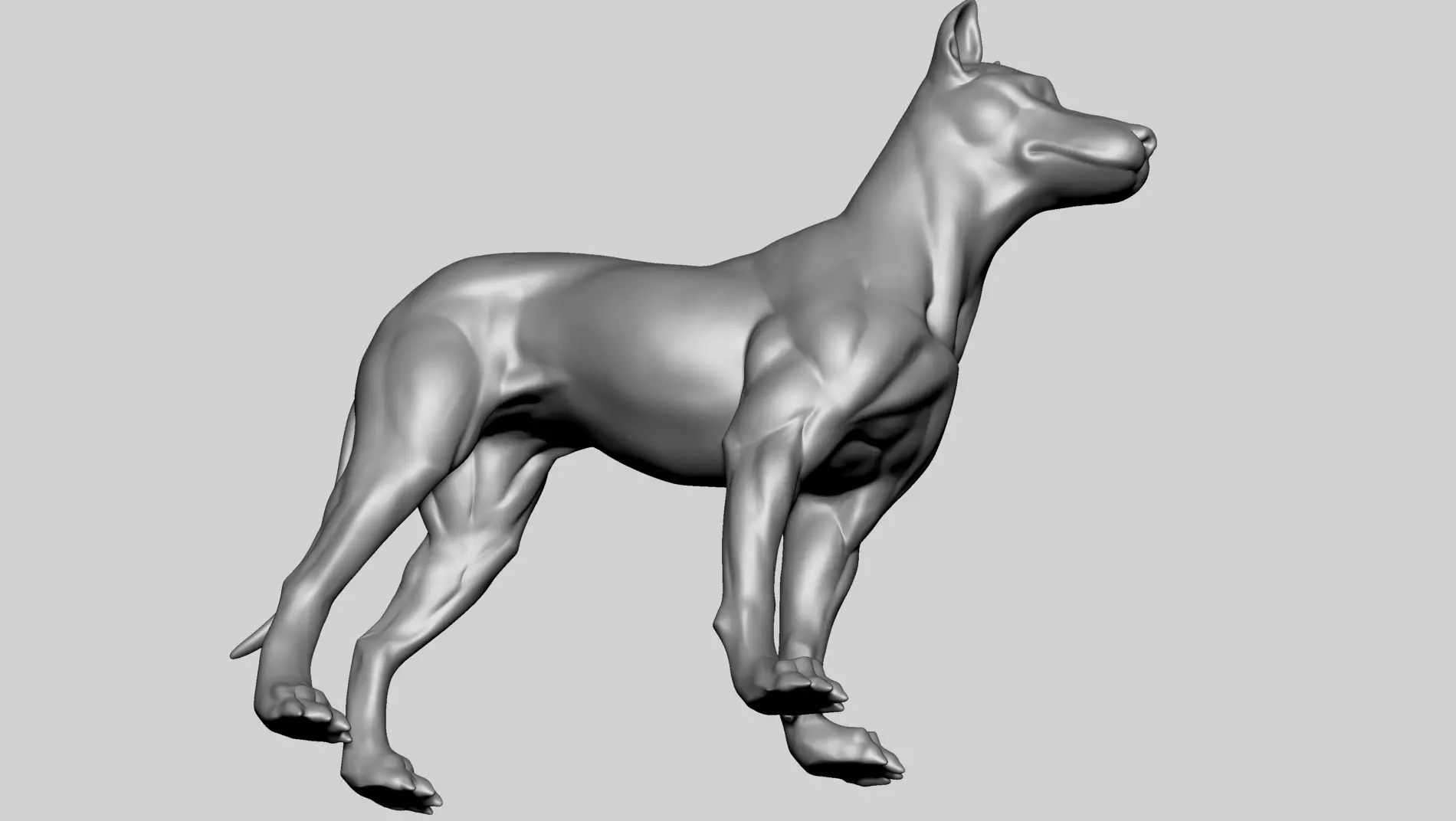 Base Dog Anatomy 3D model_7