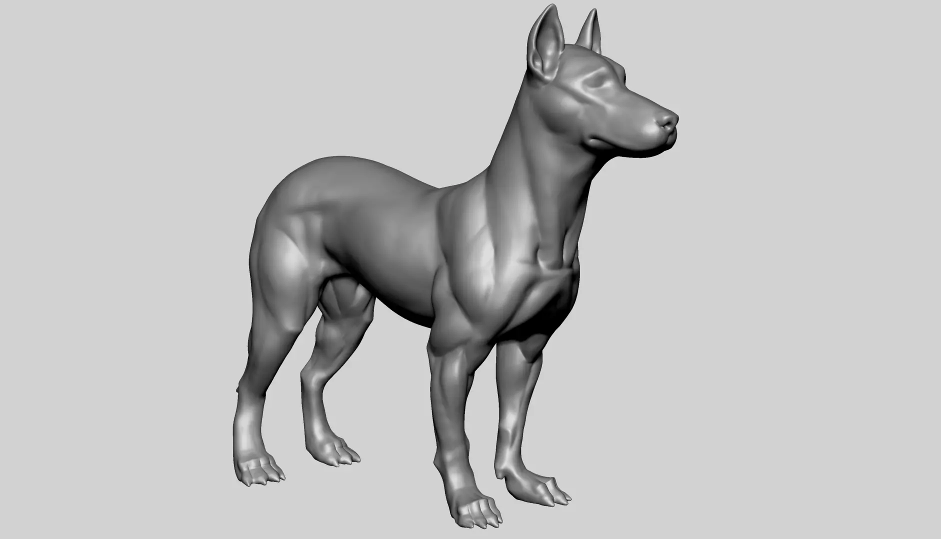 Base Dog Anatomy 3D model_5