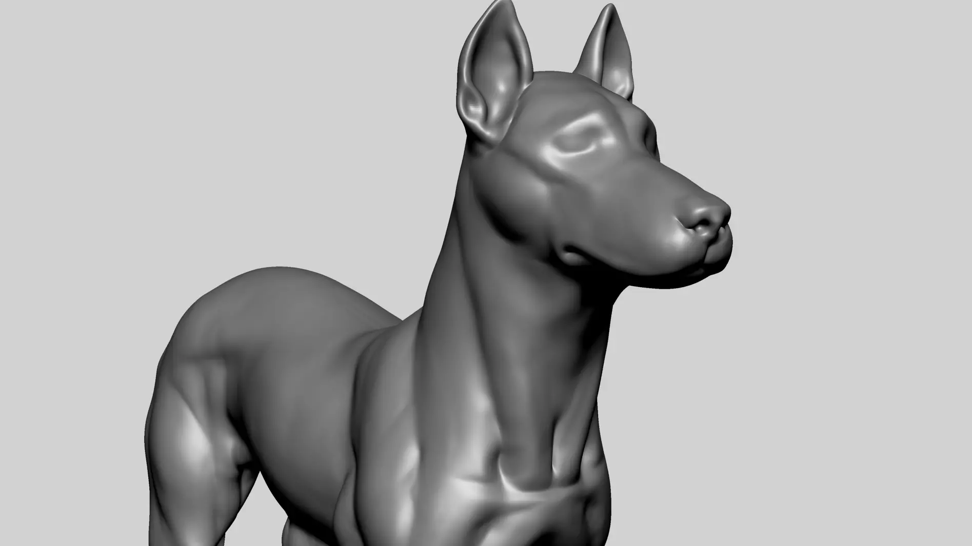 Base Dog Anatomy 3D model_10