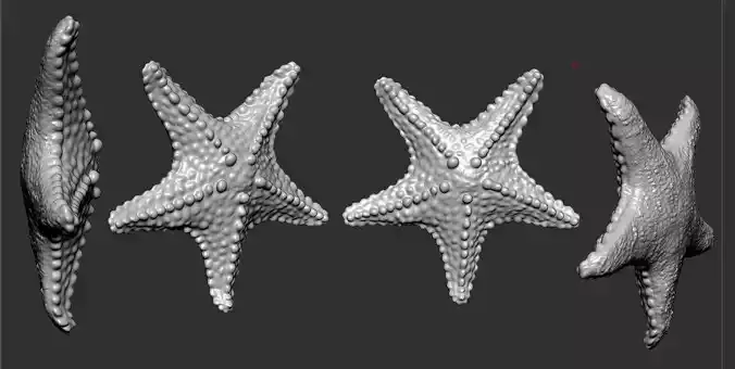 Sea star 3D print model