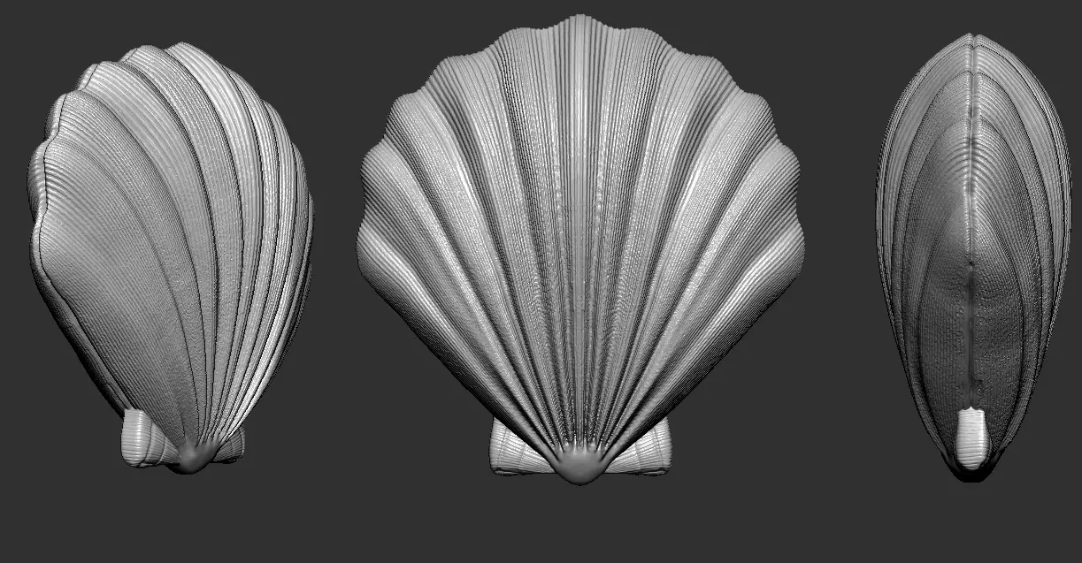 Seashells and Starfish Set 3D print model_1