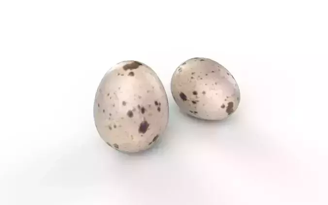 Quail Egg M03