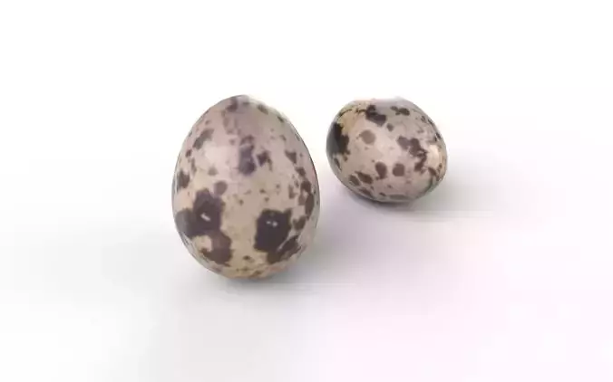 Quail Egg M04