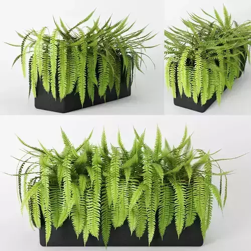Fern planter