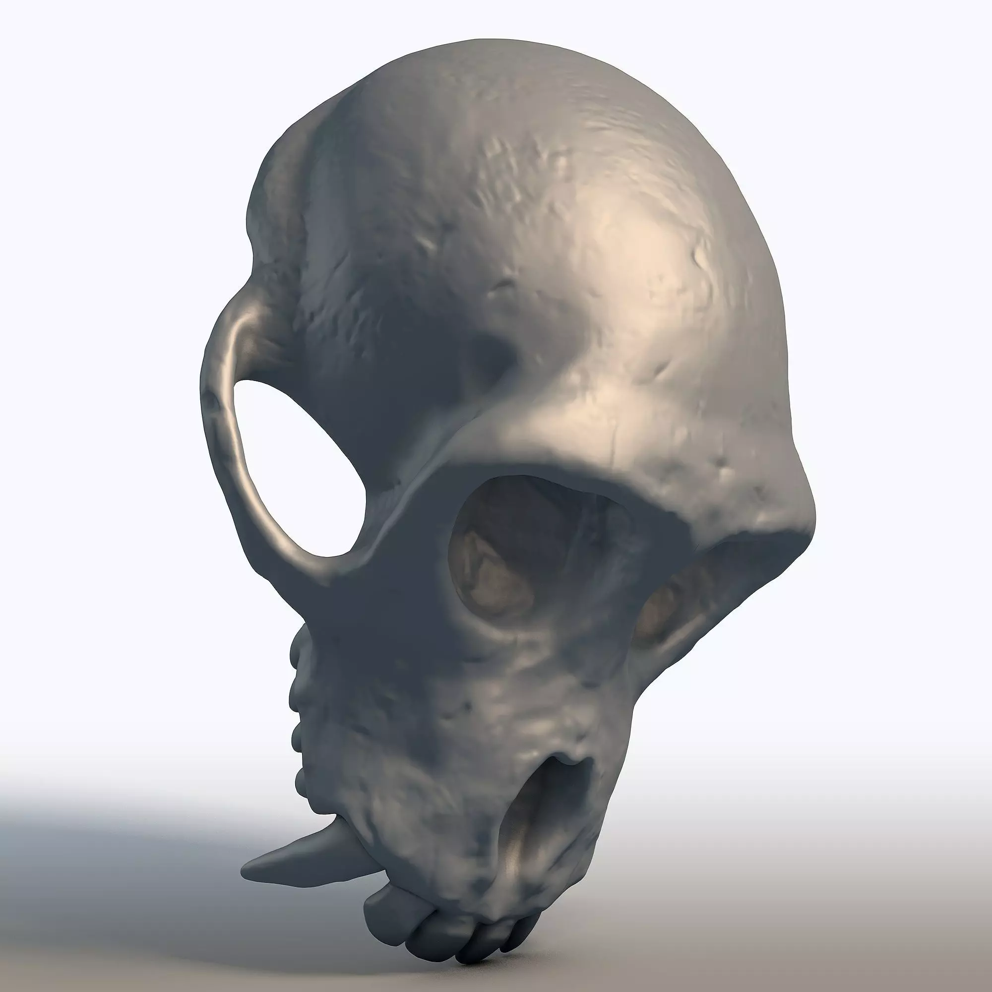 Monkey Skull Primate Anatomy Sculpture 3D print model_7