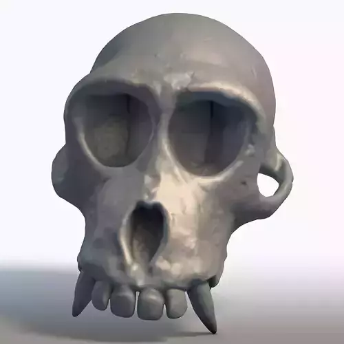 Monkey Skull Primate Anatomy Sculpture 