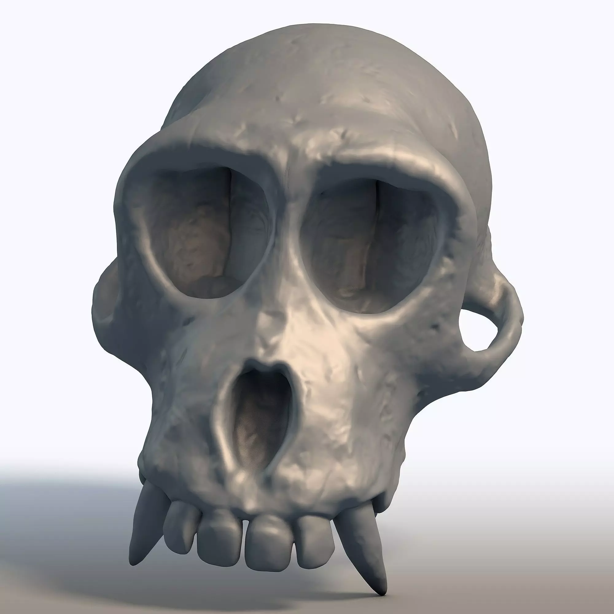 Monkey Skull Primate Anatomy Sculpture 3D print model_0