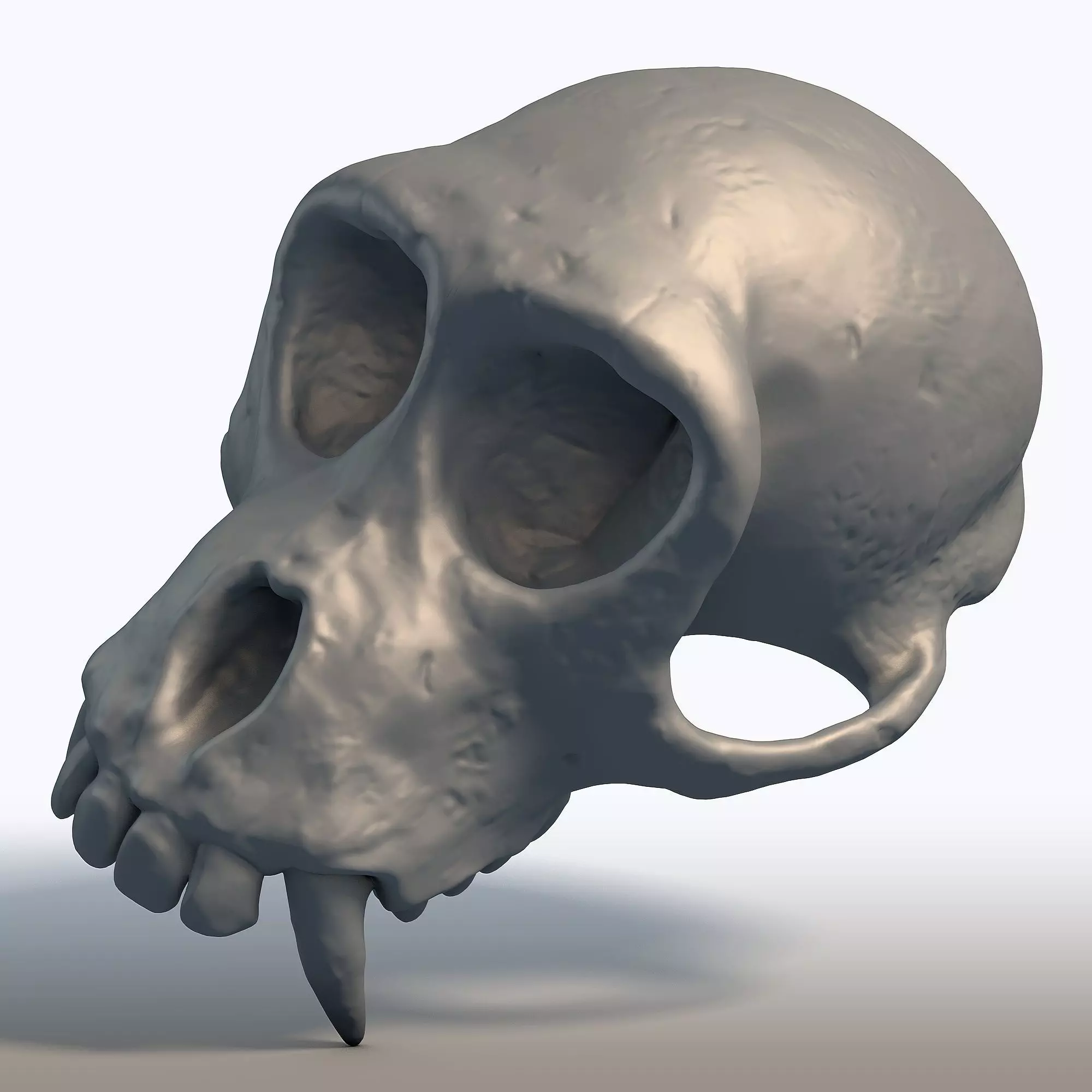 Monkey Skull Primate Anatomy Sculpture 3D print model_2