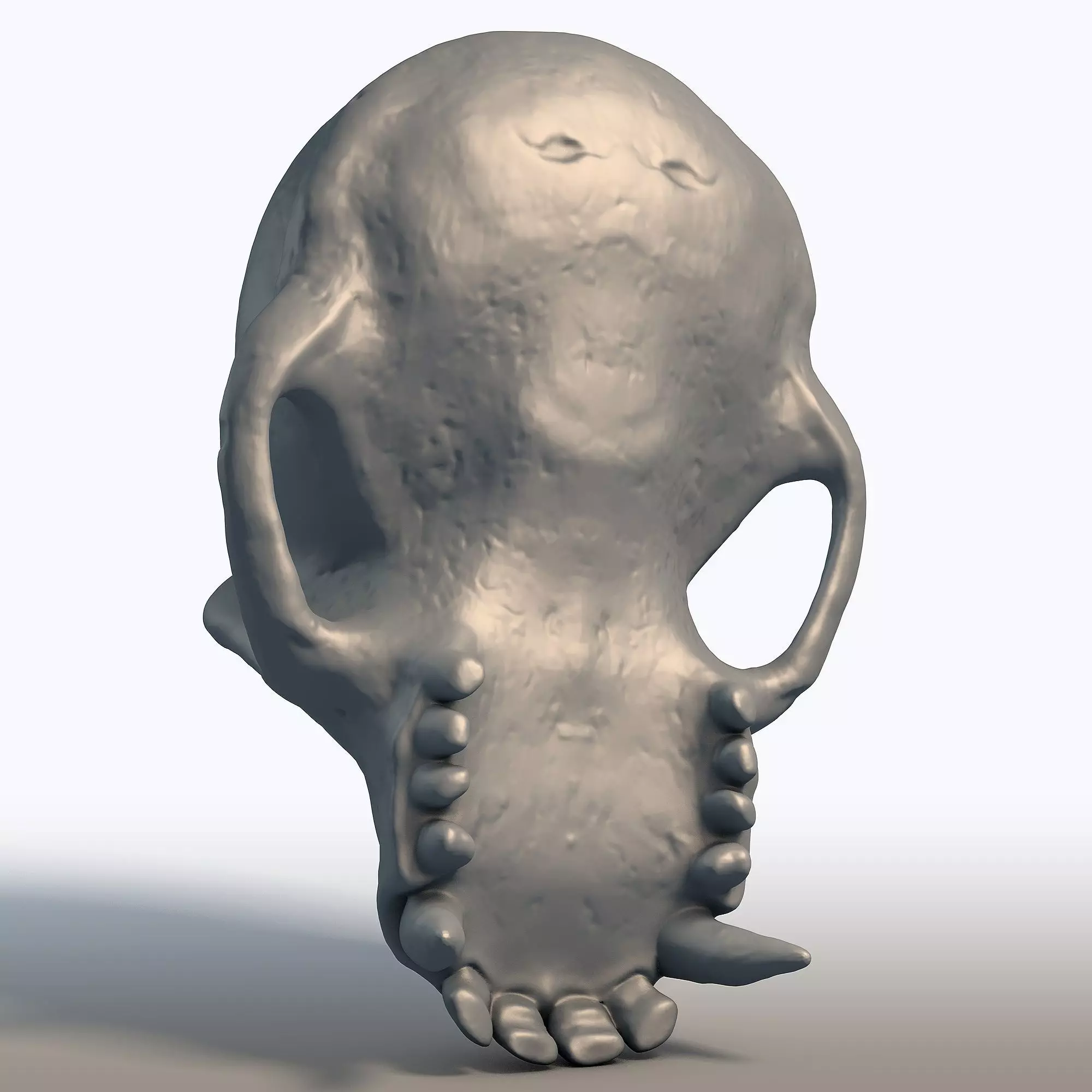 Monkey Skull Primate Anatomy Sculpture 3D print model_4