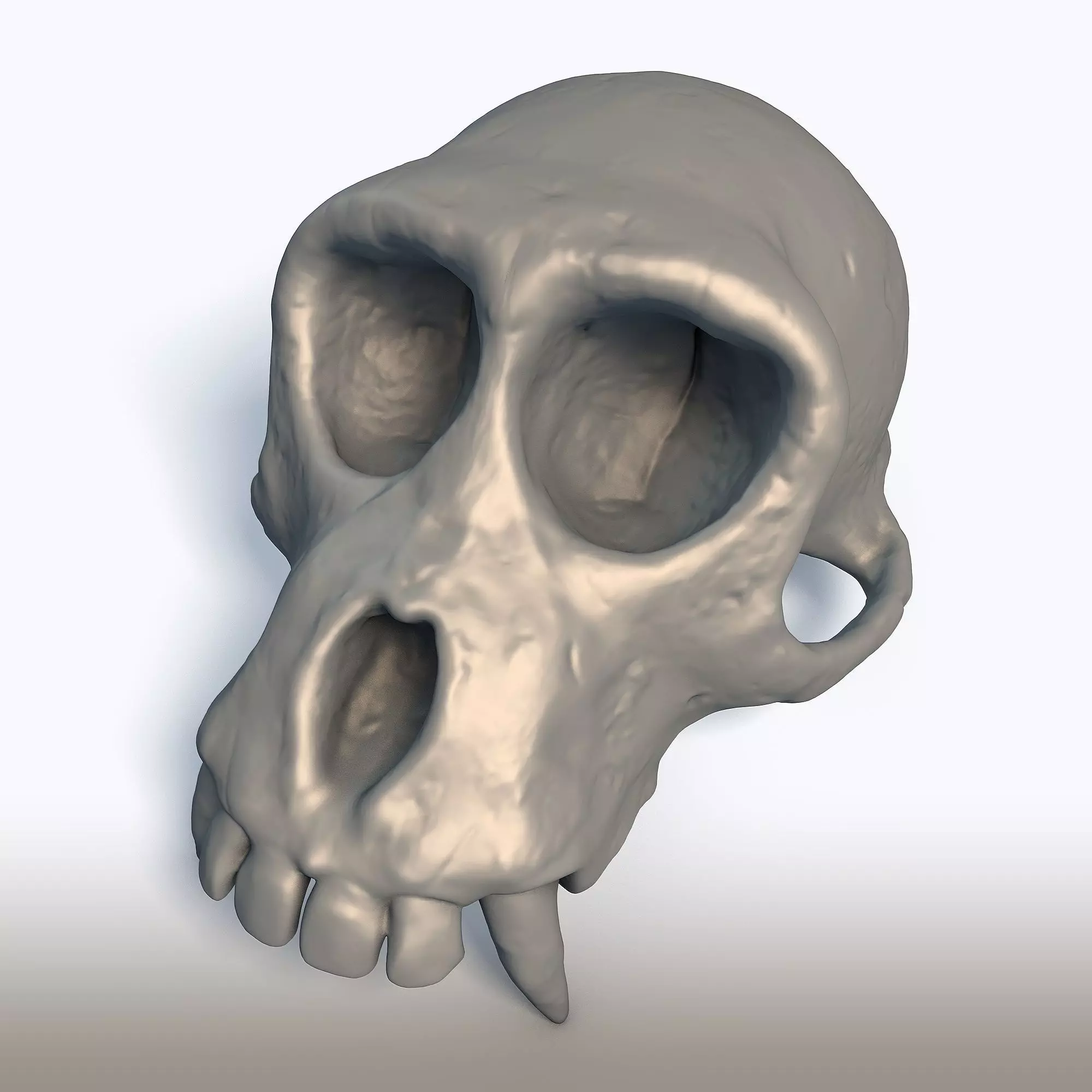 Monkey Skull Primate Anatomy Sculpture 3D print model_8