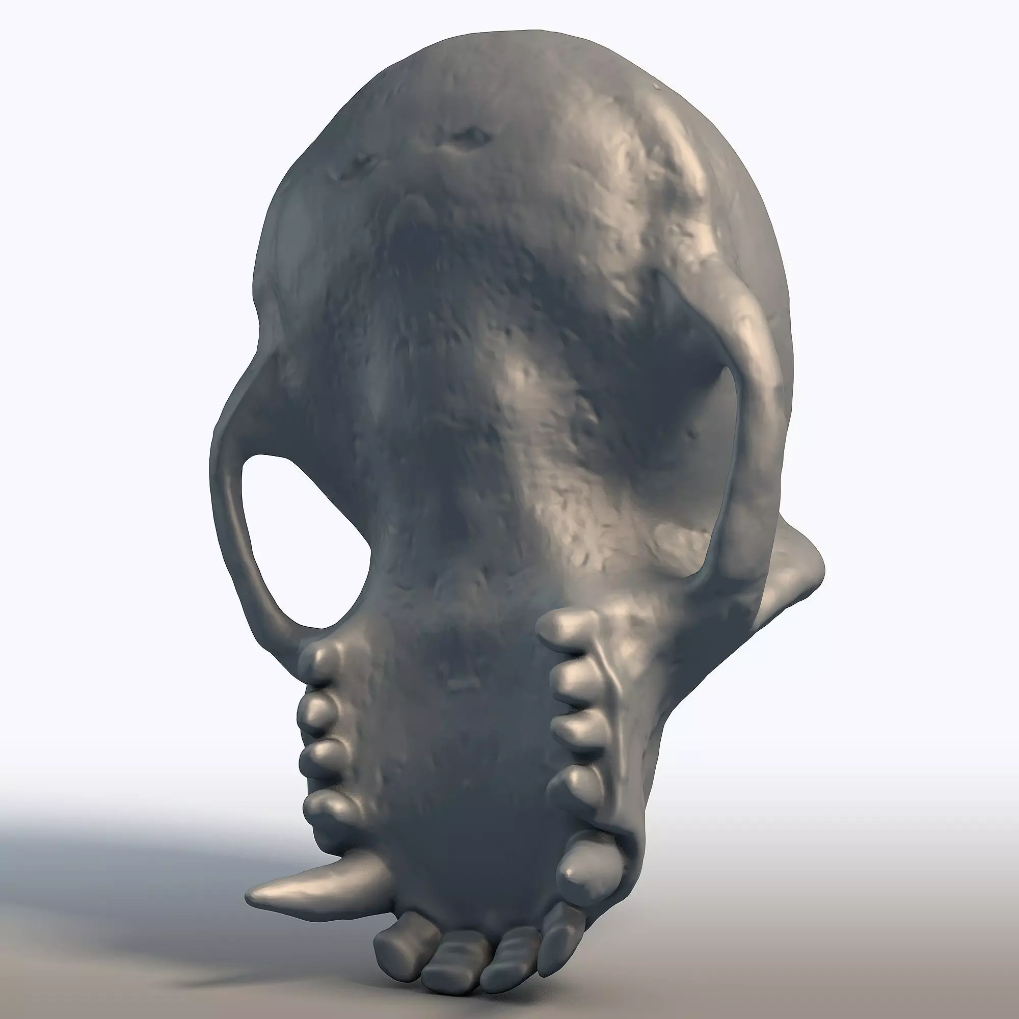 Monkey Skull Primate Anatomy Sculpture 3D print model_5