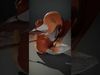 Playful Orange Squirrel model pack Low-poly 3D model_2