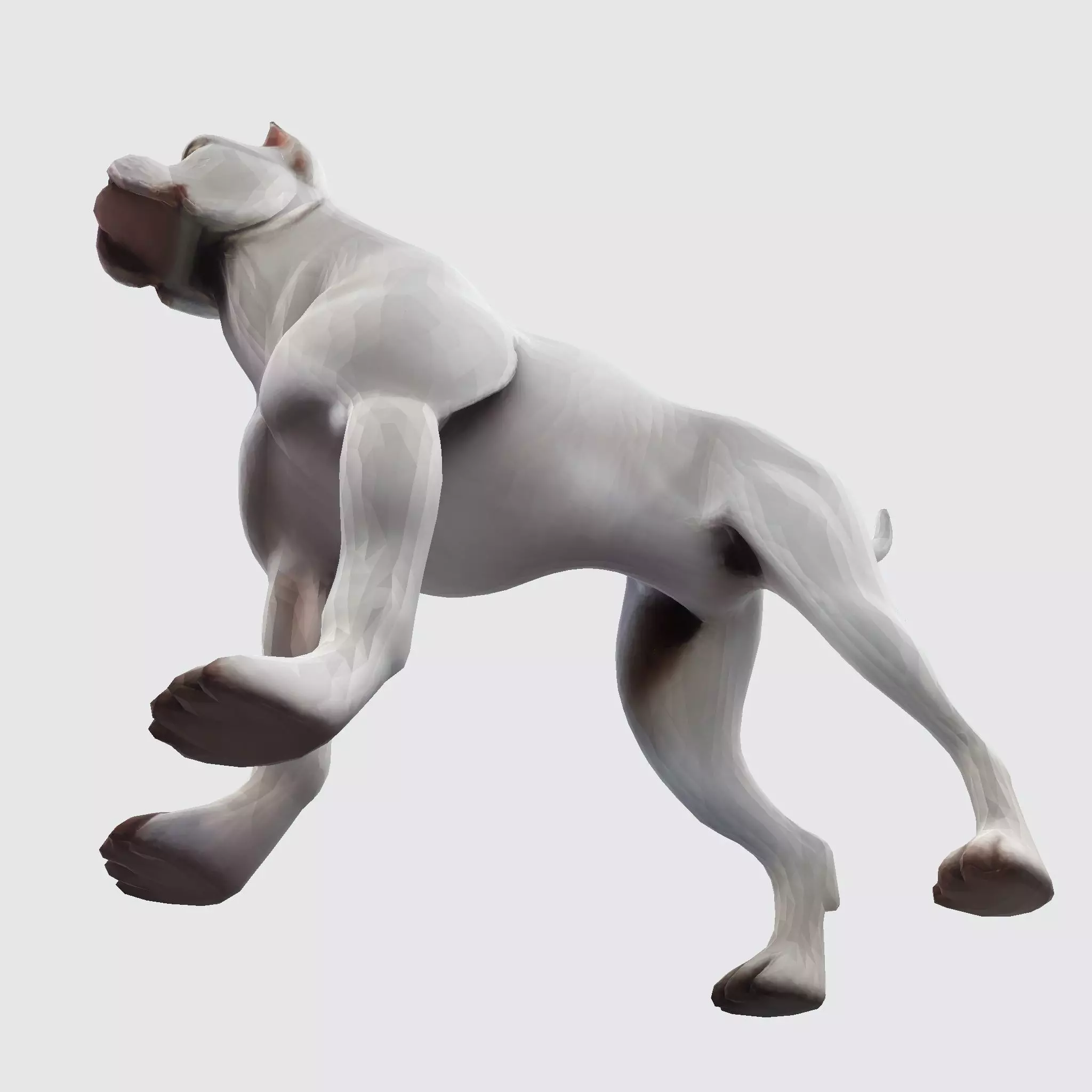 Dog Argentin 3D model Low-poly 3D model_11