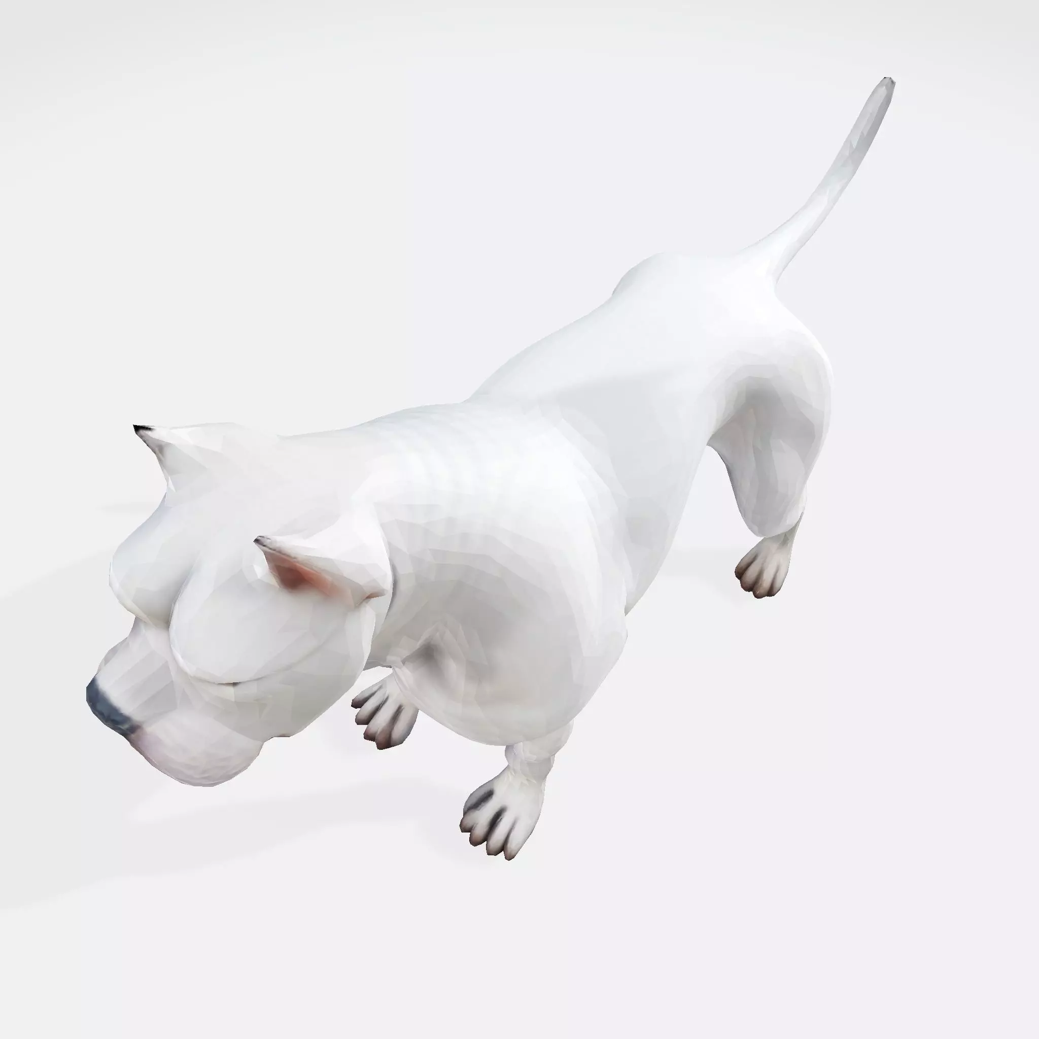 Dog Argentin 3D model Low-poly 3D model_10