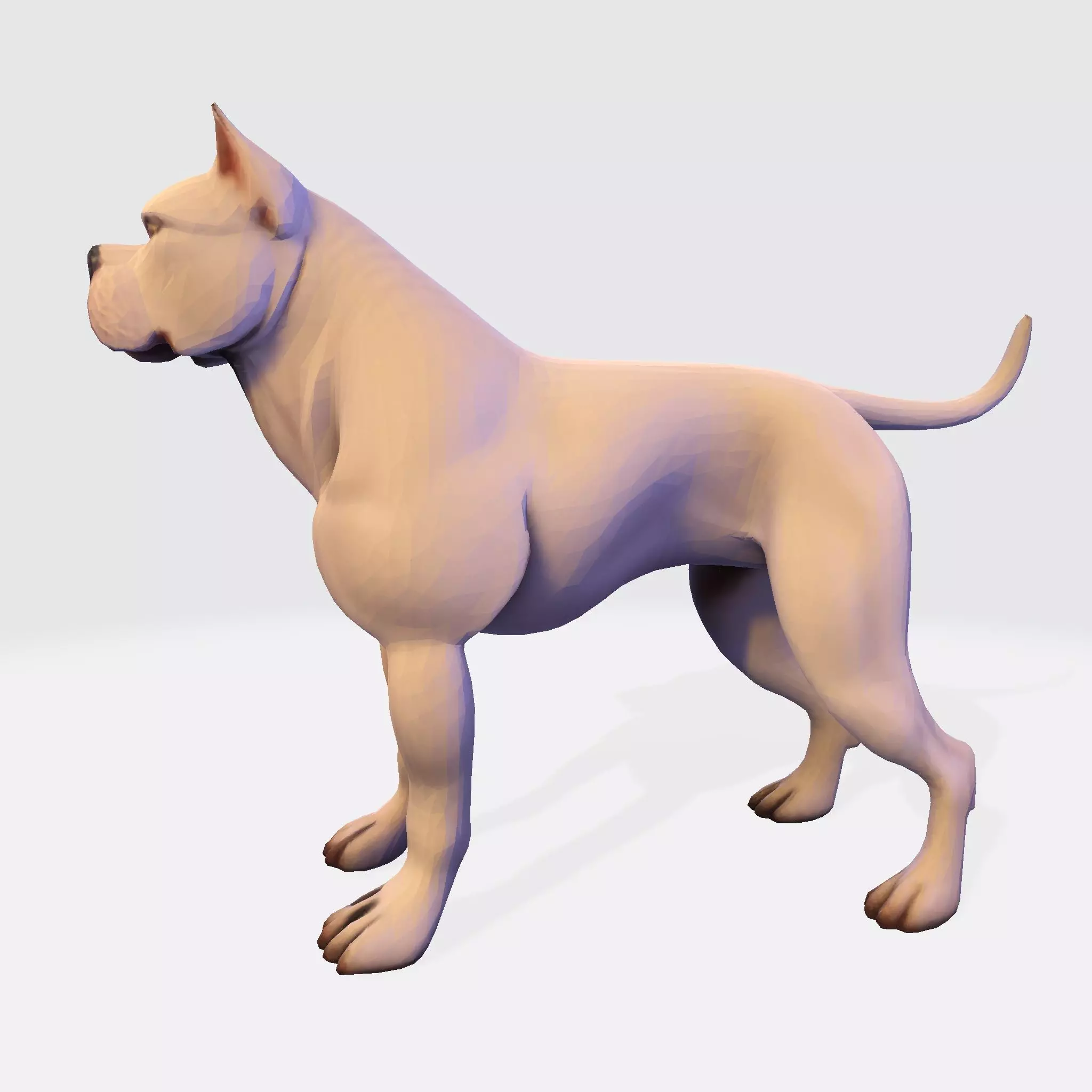 Dog Argentin 3D model Low-poly 3D model_1