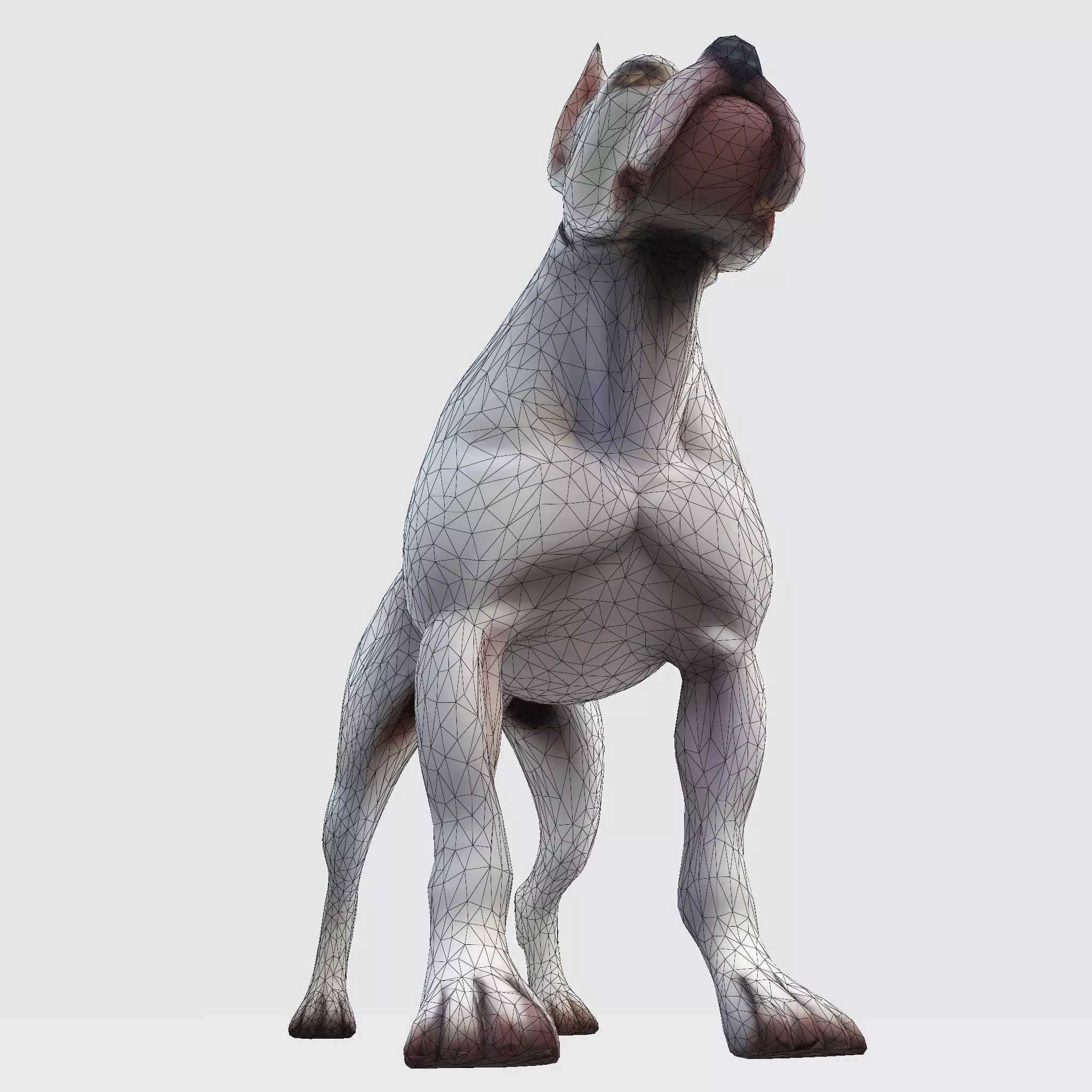 Dog Argentin 3D model Low-poly 3D model_26