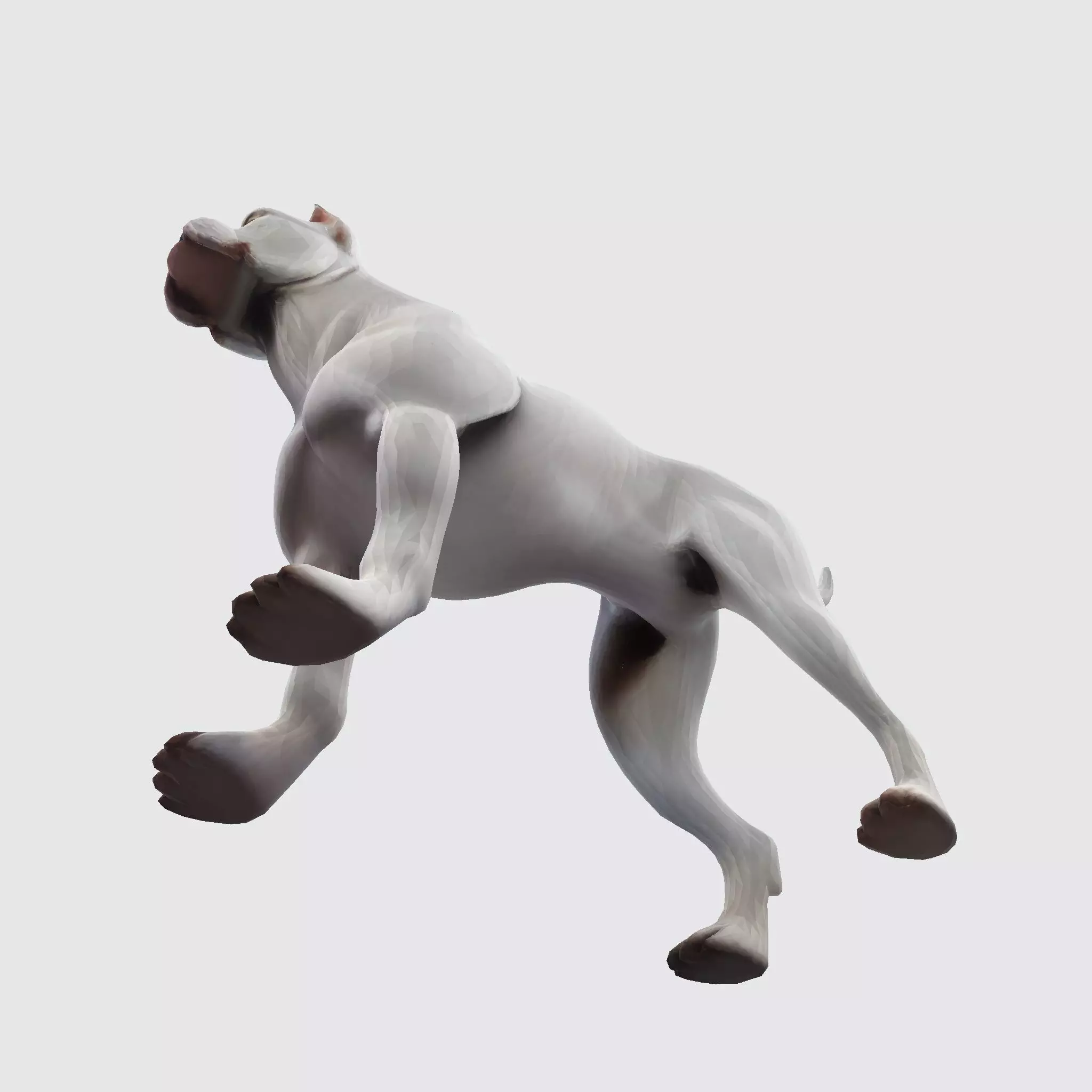 Dog Argentin 3D model Low-poly 3D model_14