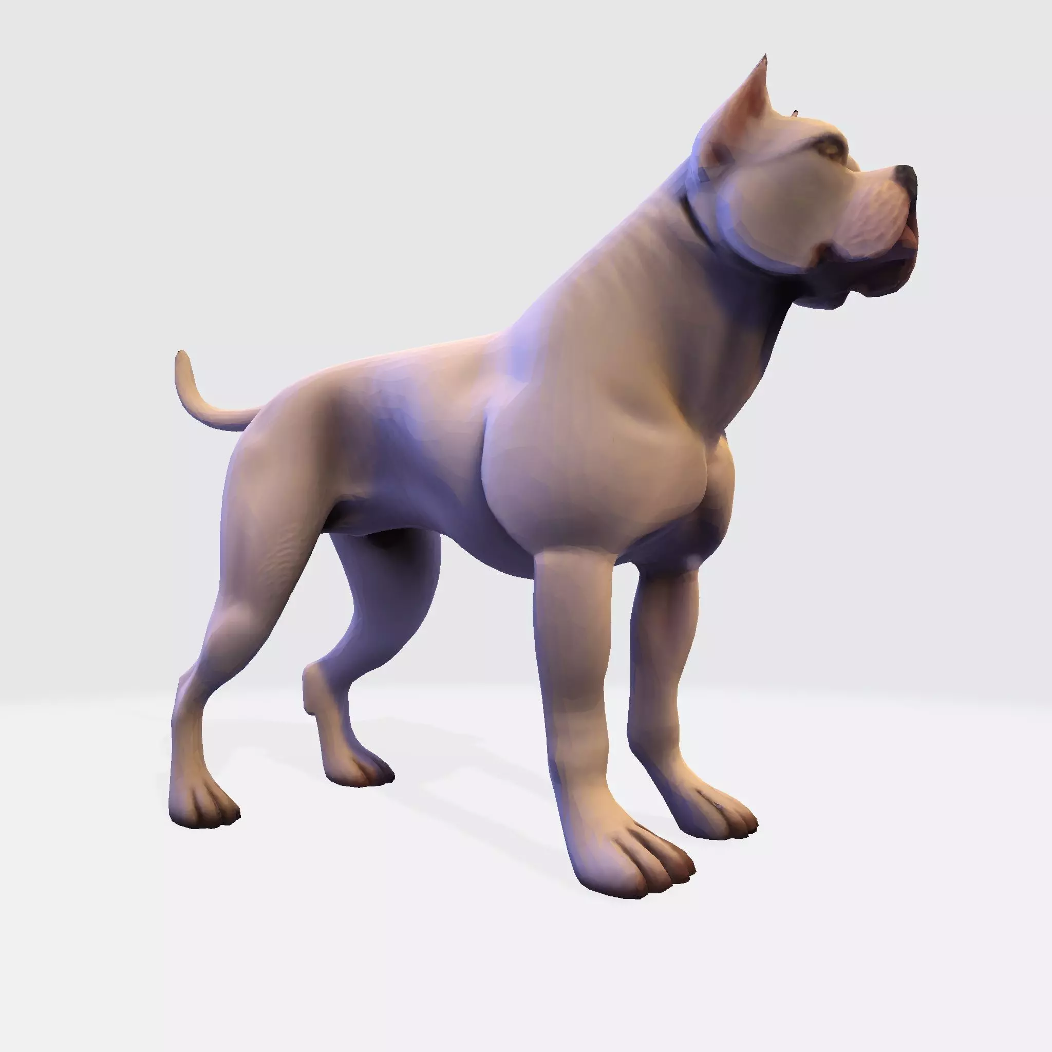 Dog Argentin 3D model Low-poly 3D model_7