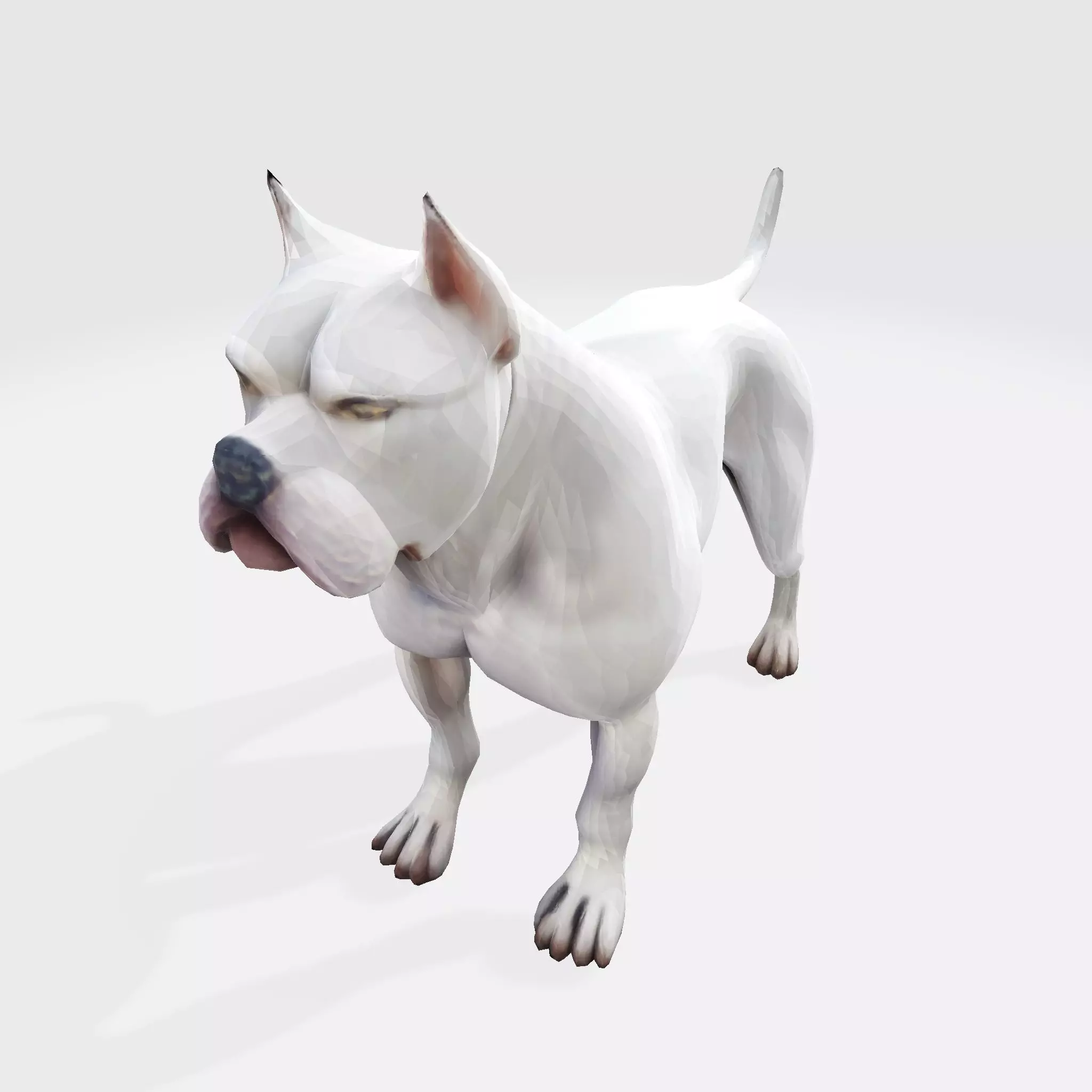 Dog Argentin 3D model Low-poly 3D model_9