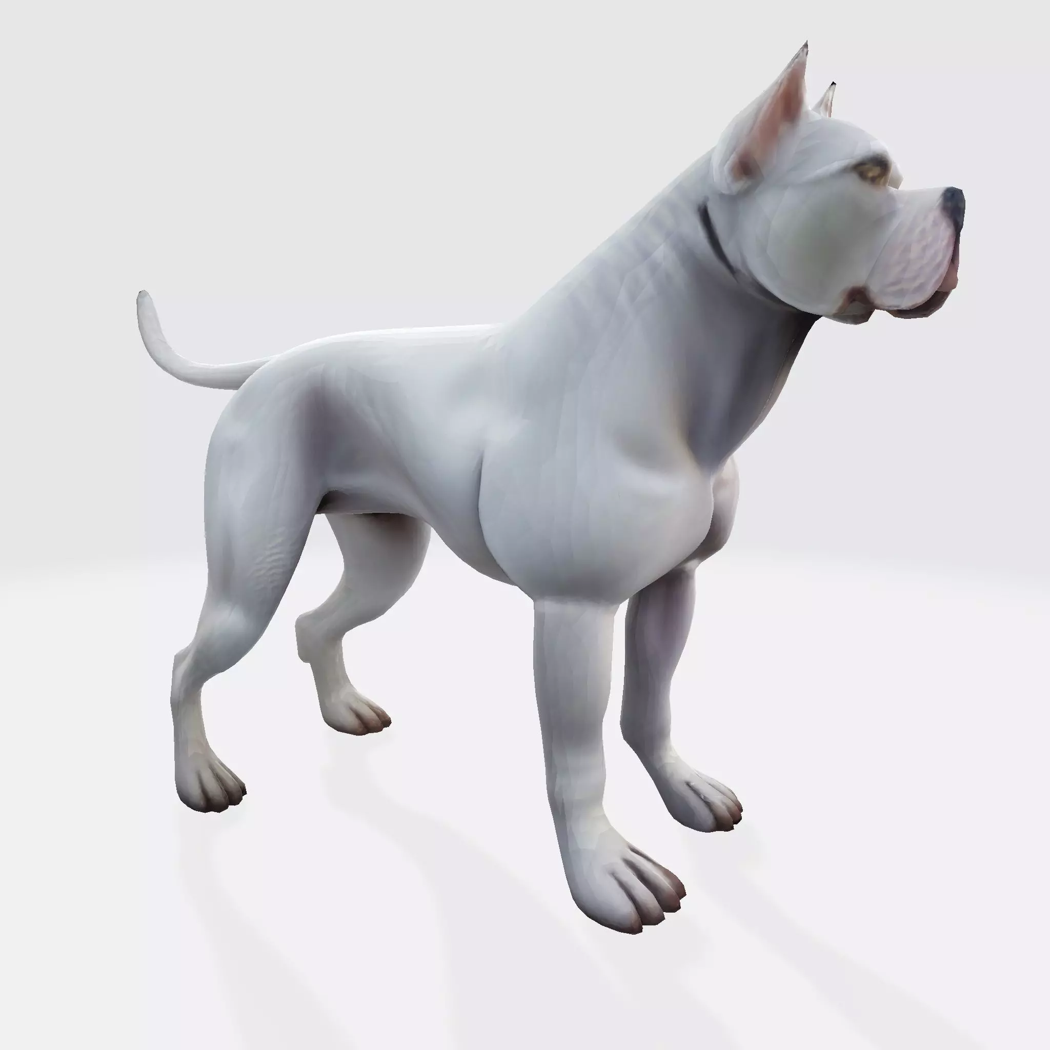 Dog Argentin 3D model Low-poly 3D model_15