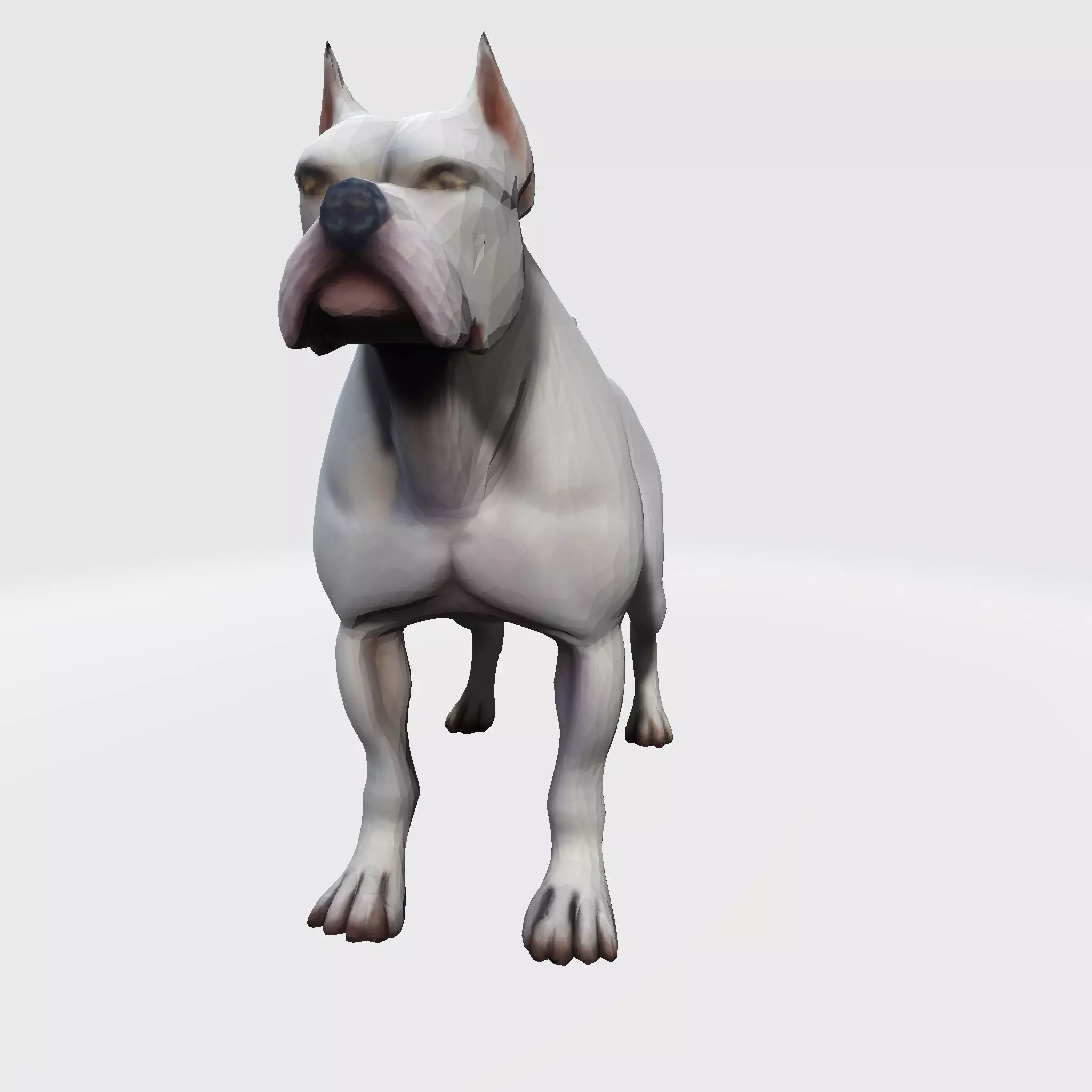 Dog Argentin 3D model Low-poly 3D model_16