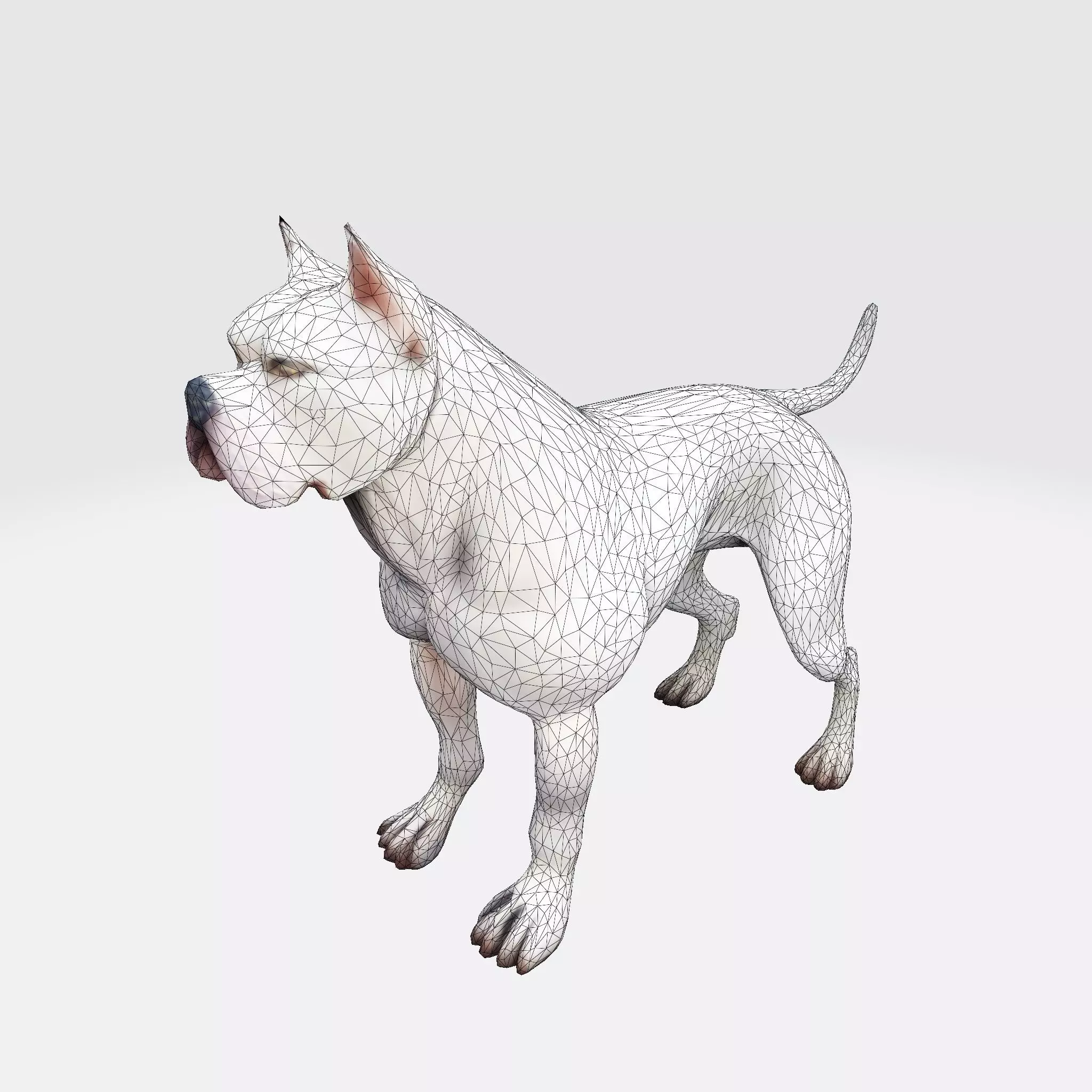Dog Argentin 3D model Low-poly 3D model_23