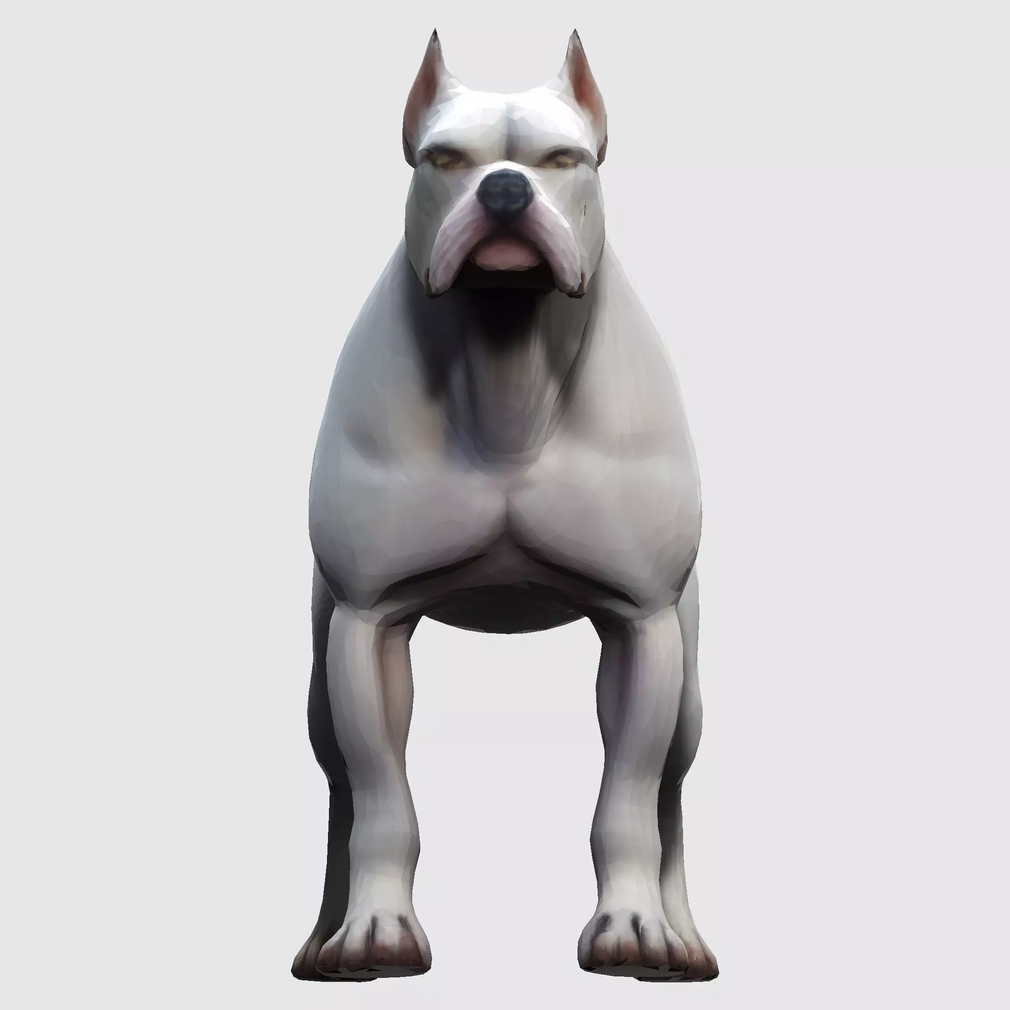 Dog Argentin 3D model Low-poly 3D model_17