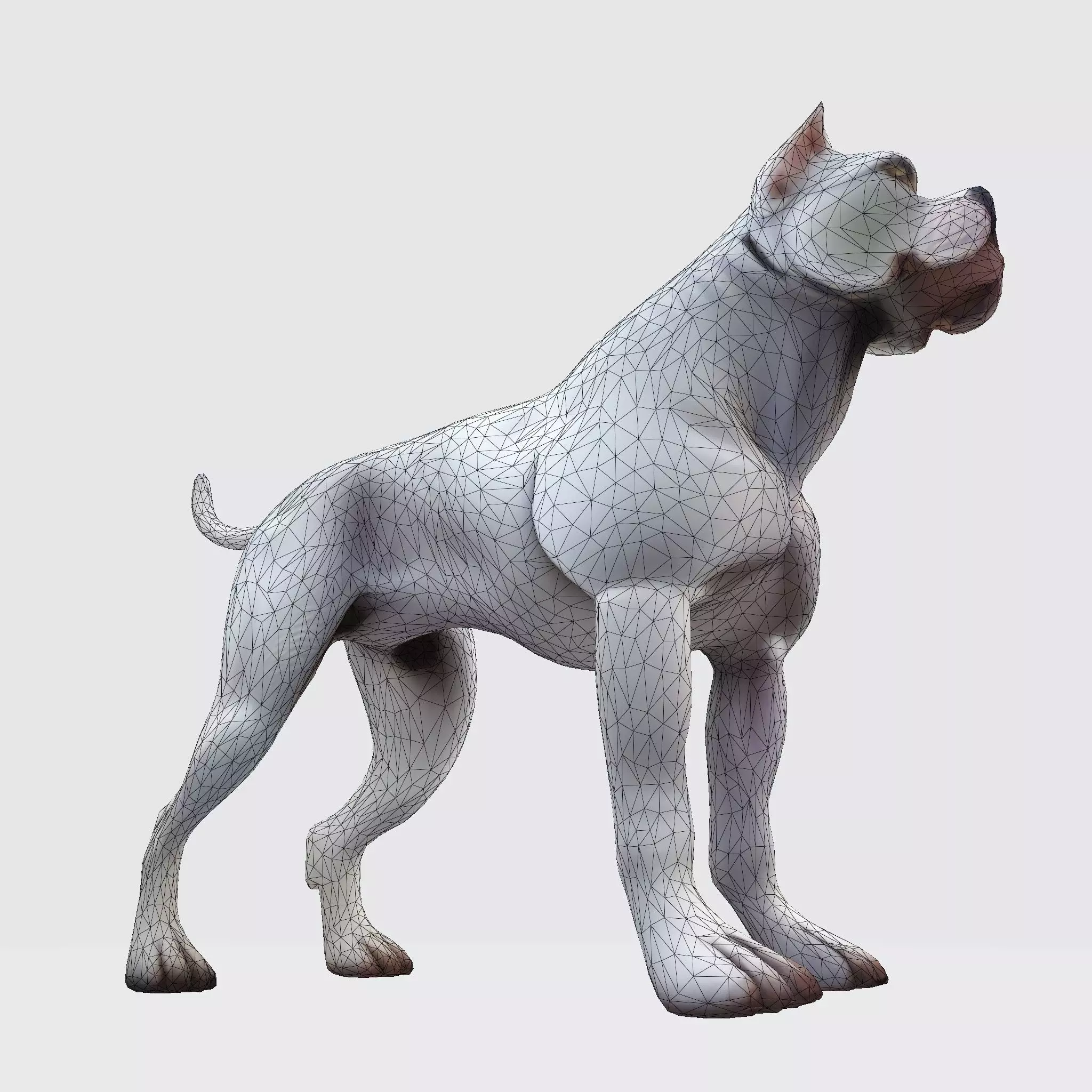 Dog Argentin 3D model Low-poly 3D model_25