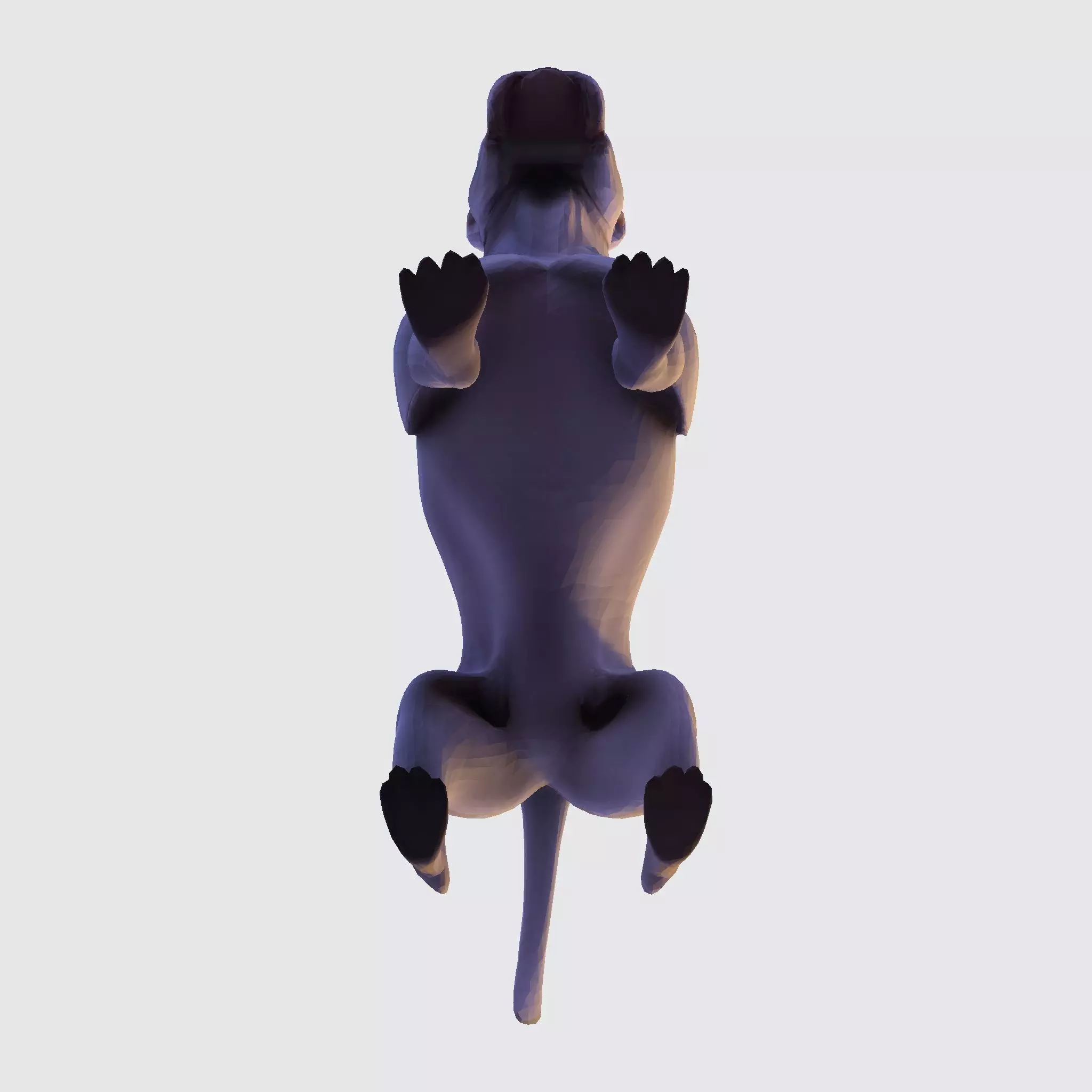 Dog Argentin 3D model Low-poly 3D model_21