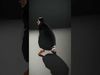 Joyful Penguin Character model pack Low-poly 3D model_2