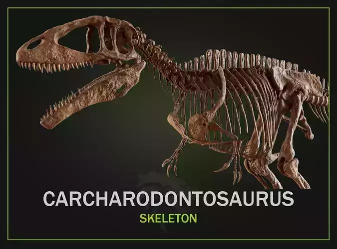 Carcharodontosaurus Skeleton
