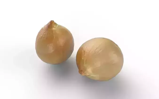 Onion M04 Low-poly 3D model 4