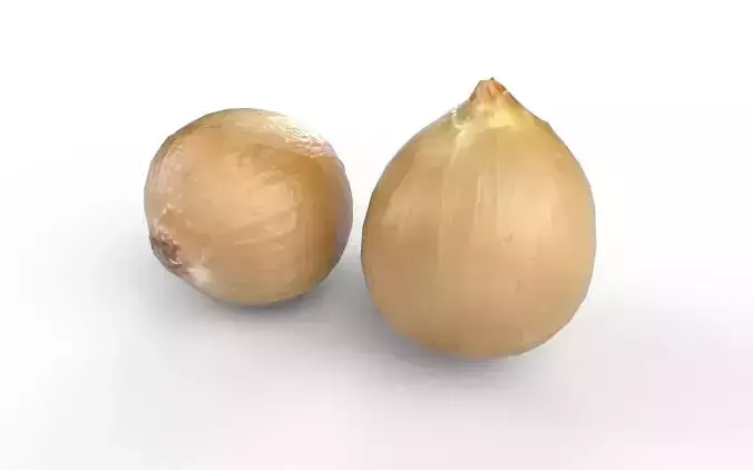 Onion M04 Low-poly 3D model 6