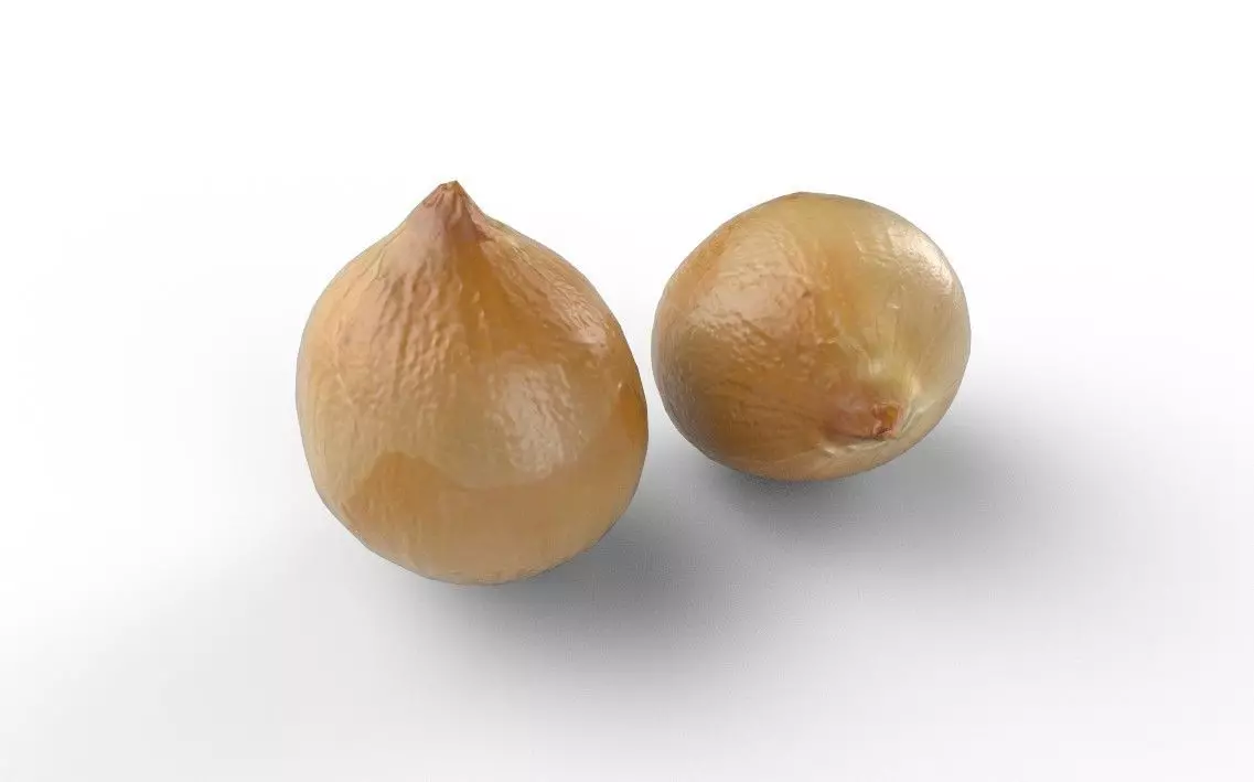 Onion M04 Low-poly 3D model_0