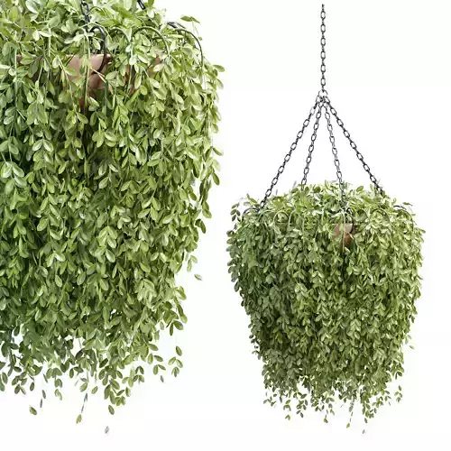Hanging Plant 3D Model Vol 327