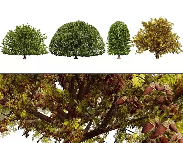 Moroccan Quercus Canariensis Pack