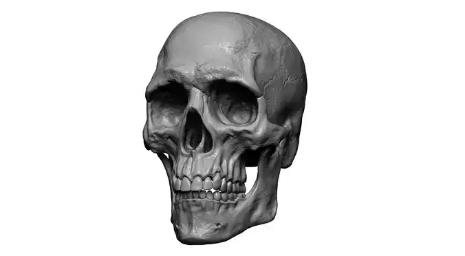 Realistic Human Skull 3D Model - Hand-Sculpted Anatomy
