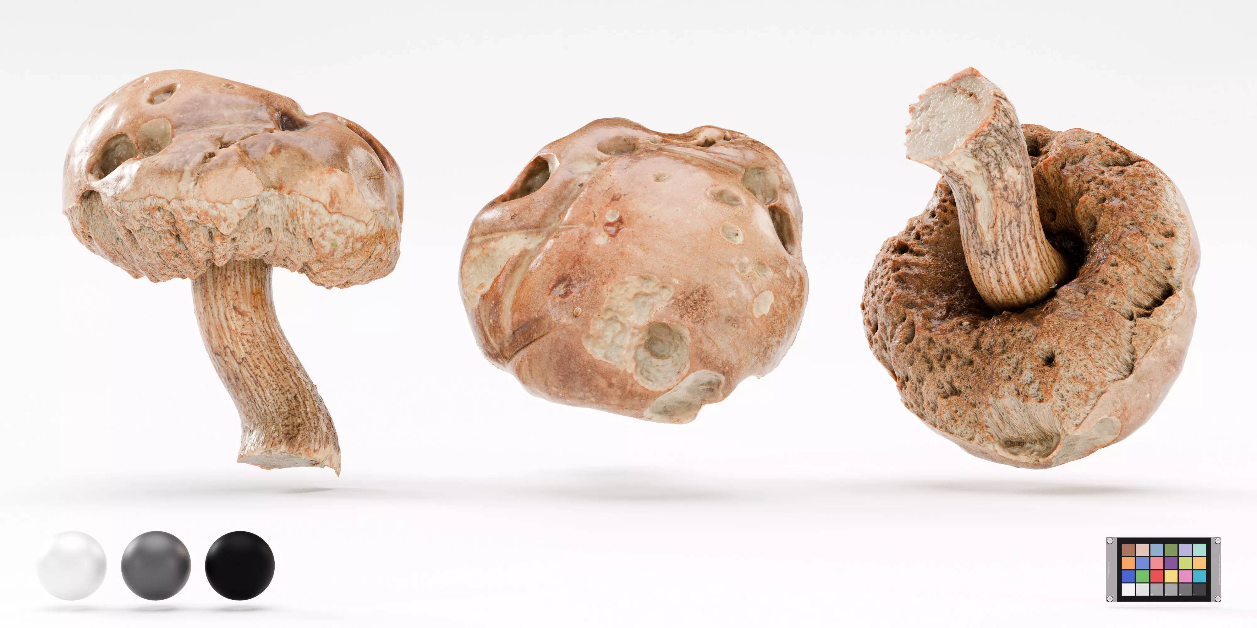 Leccinum Scabrum Bull Gray Mushroom Photoscan Hi Lo Poly model Low-poly 3D model_3