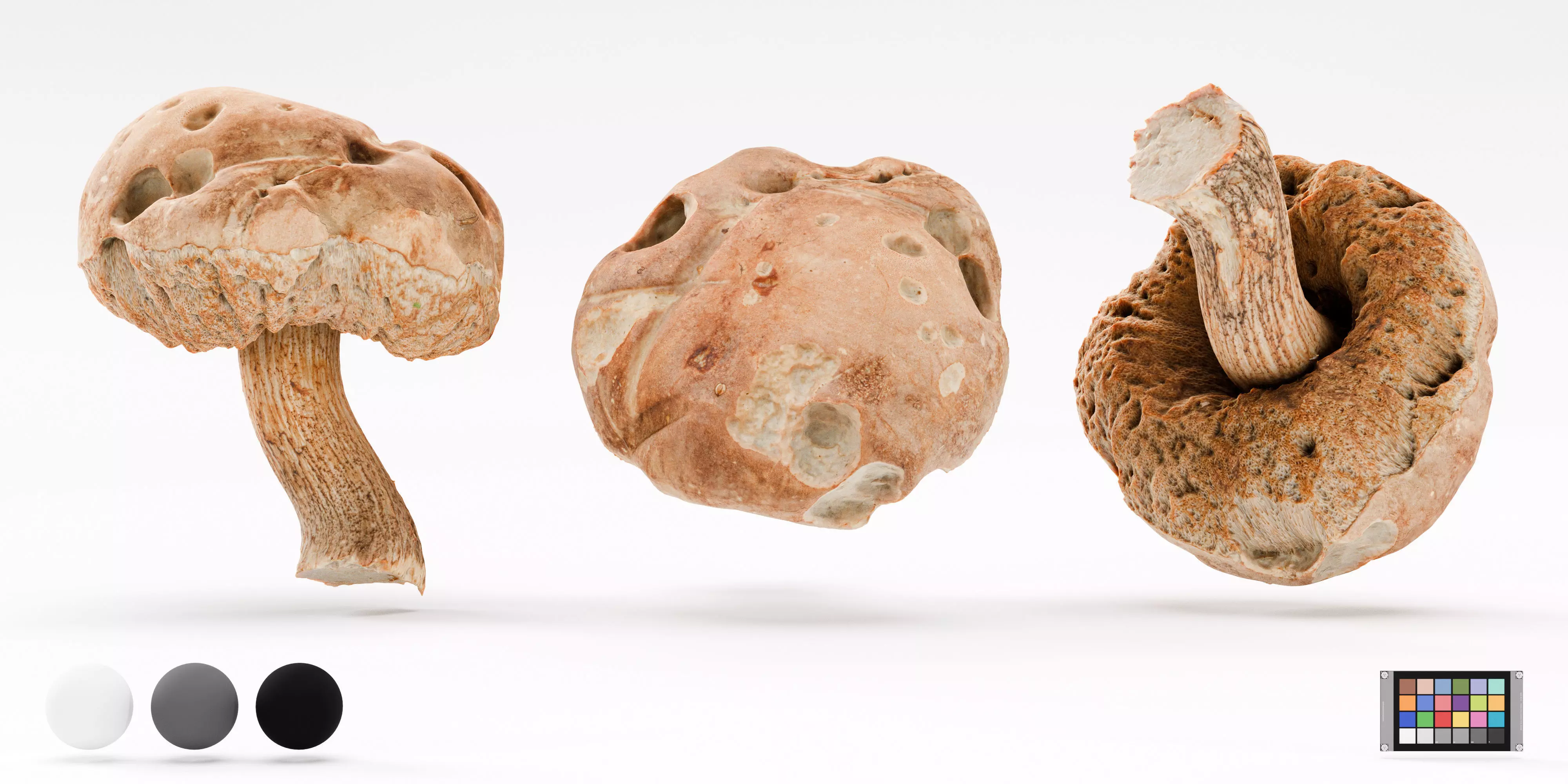 Leccinum Scabrum Bull Gray Mushroom Photoscan Hi Lo Poly model Low-poly 3D model_2