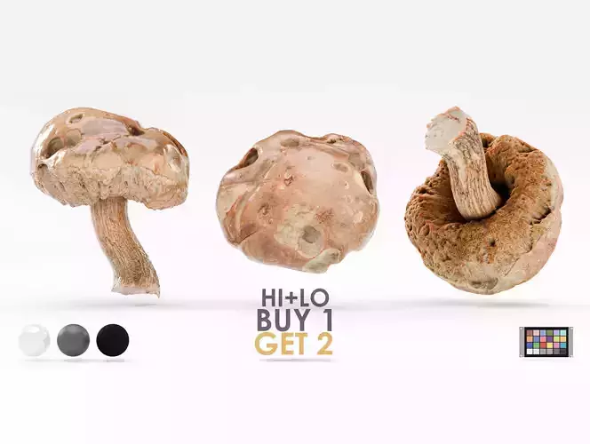 Leccinum Scabrum Bull Gray Mushroom Photoscan Hi Lo Poly model