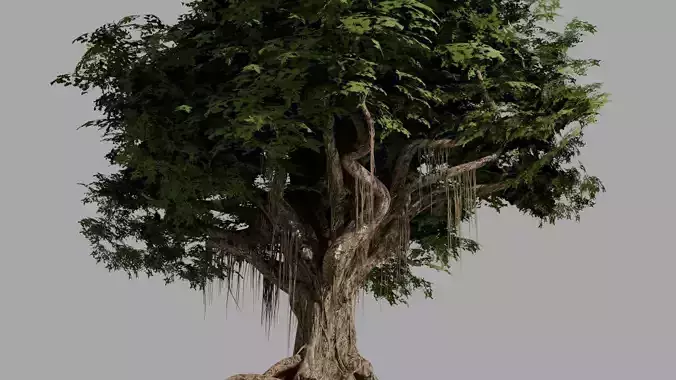 banyan tree pohon beringin