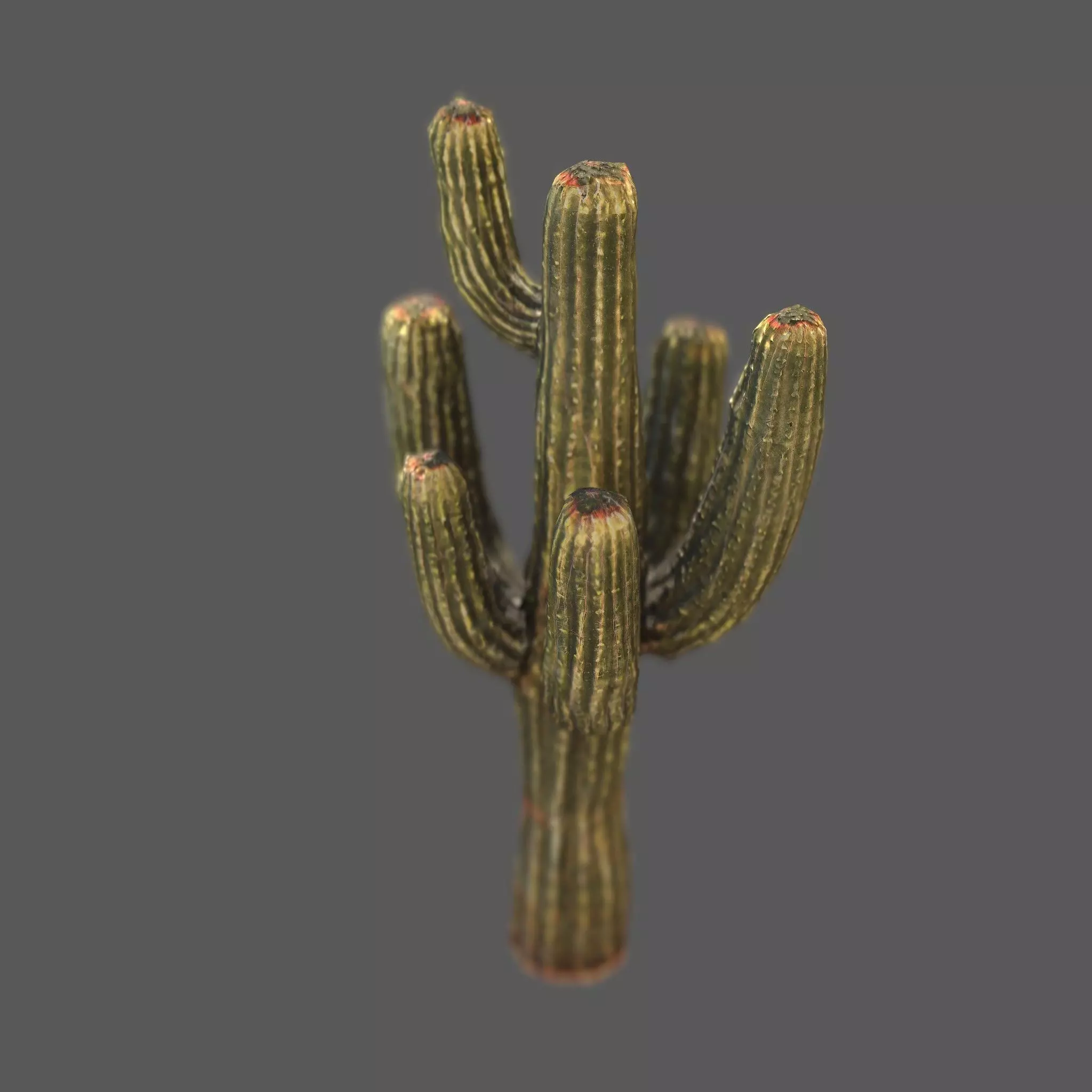 Desert Sentinel  Realistic Low Poly Cactus 4K PBR Textures  Low-poly 3D model_4