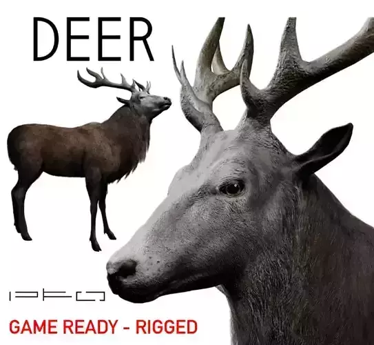 Deer Animal