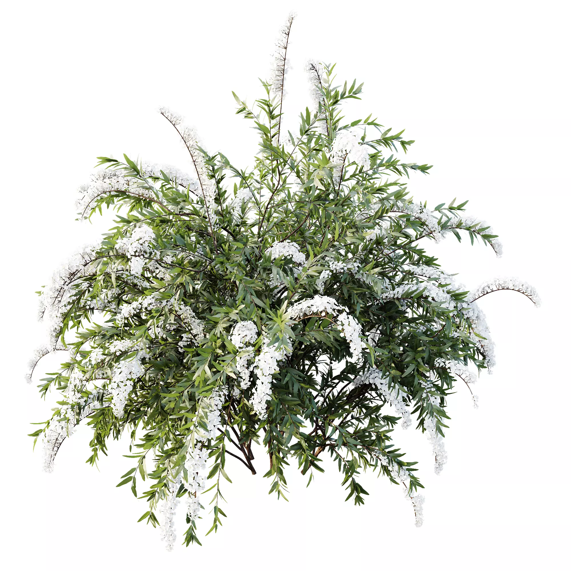 AV Spring bushes Spiraea Cinerea Grefsheim and Calluna Vulgaris 3D model_4