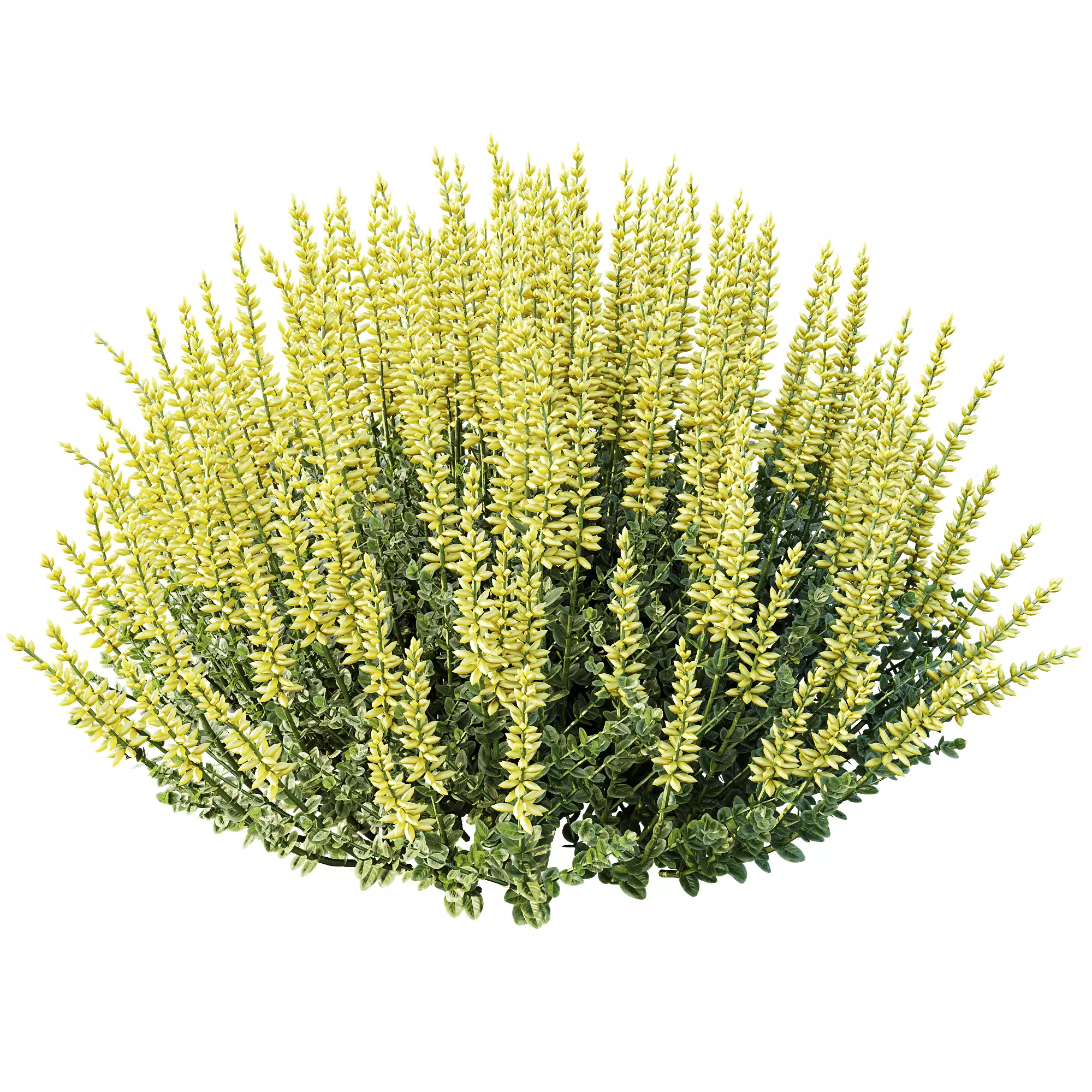 AV Spring bushes Spiraea Cinerea Grefsheim and Calluna Vulgaris 3D model_2