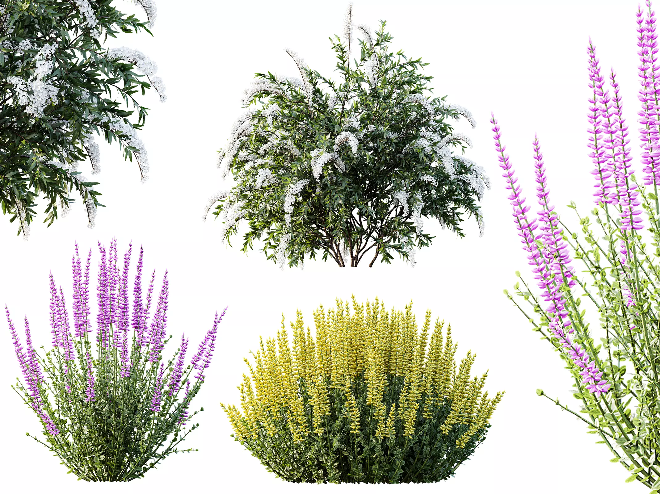 AV Spring bushes Spiraea Cinerea Grefsheim and Calluna Vulgaris 3D model_0