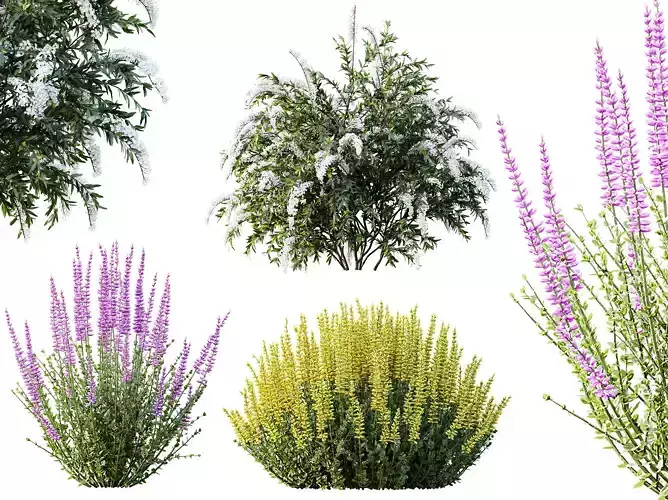 AV Spring bushes Spiraea Cinerea Grefsheim and Calluna Vulgaris