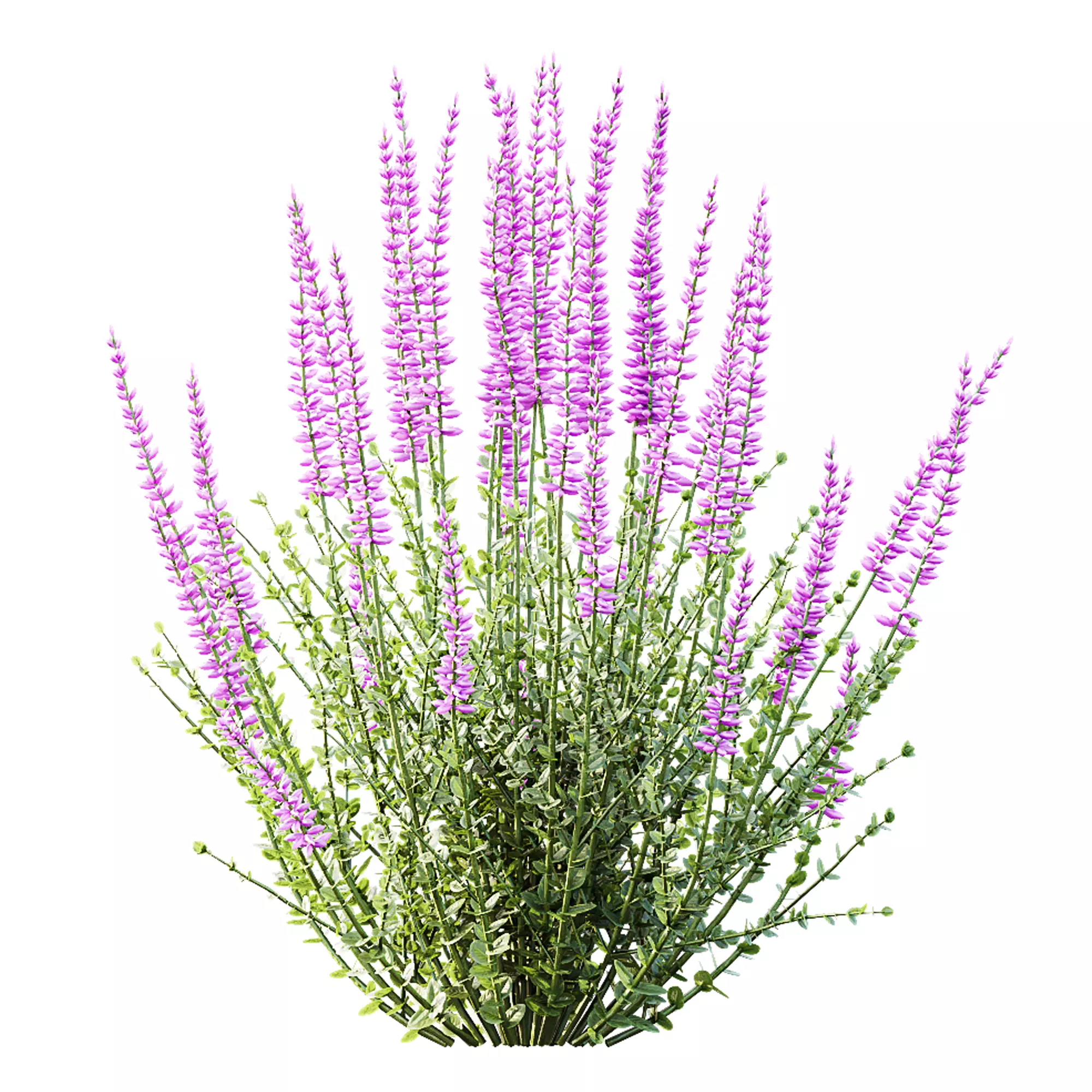 AV Spring bushes Spiraea Cinerea Grefsheim and Calluna Vulgaris 3D model_3