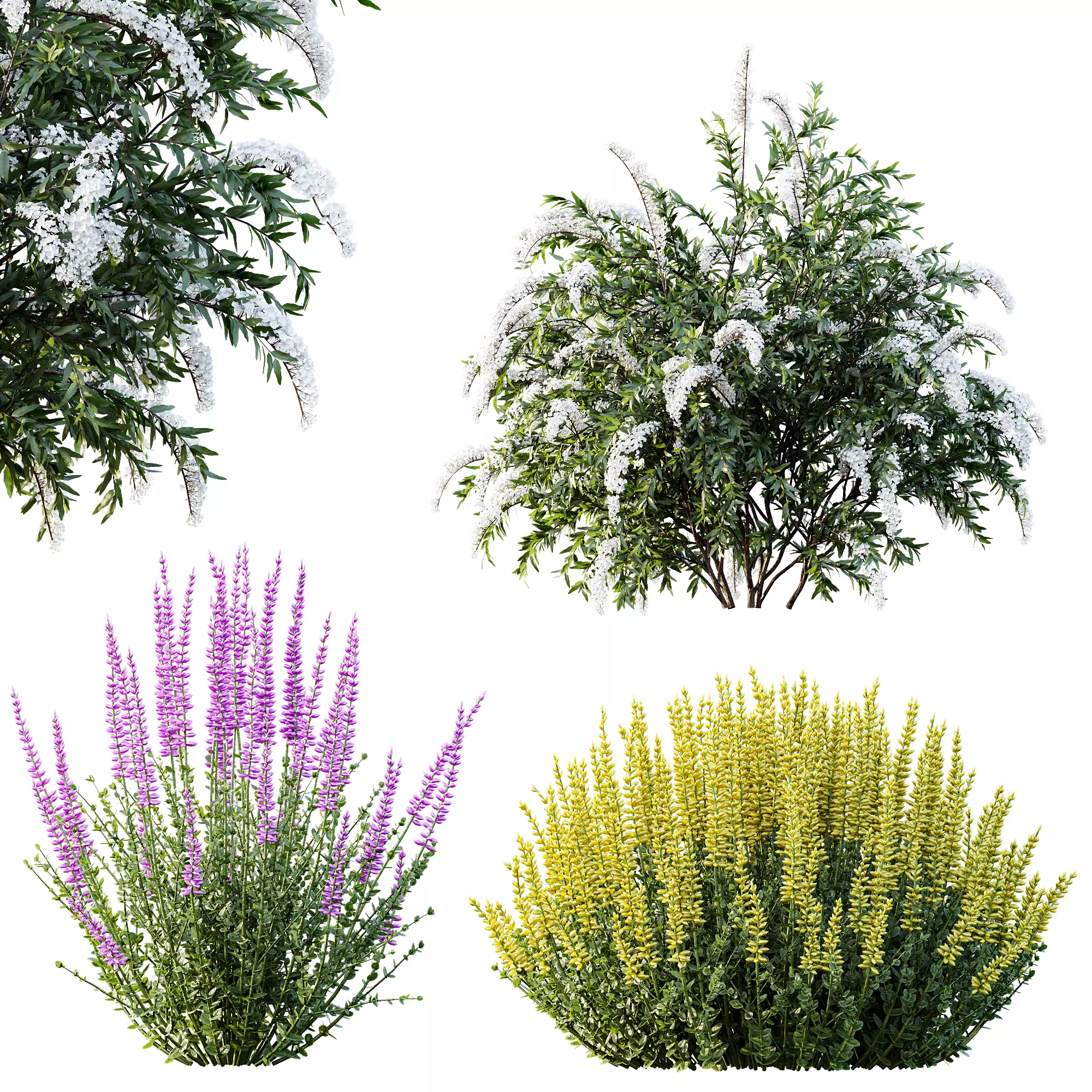 AV Spring bushes Spiraea Cinerea Grefsheim and Calluna Vulgaris 3D model_6
